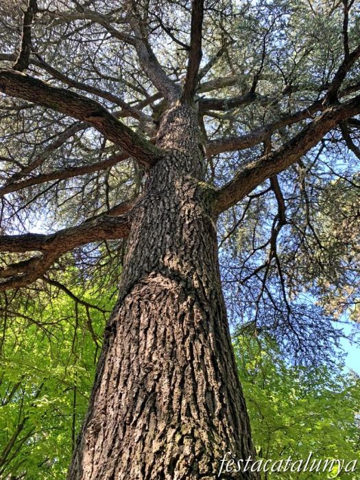 Les Masies de Voltregà - Jardins del Despujol 