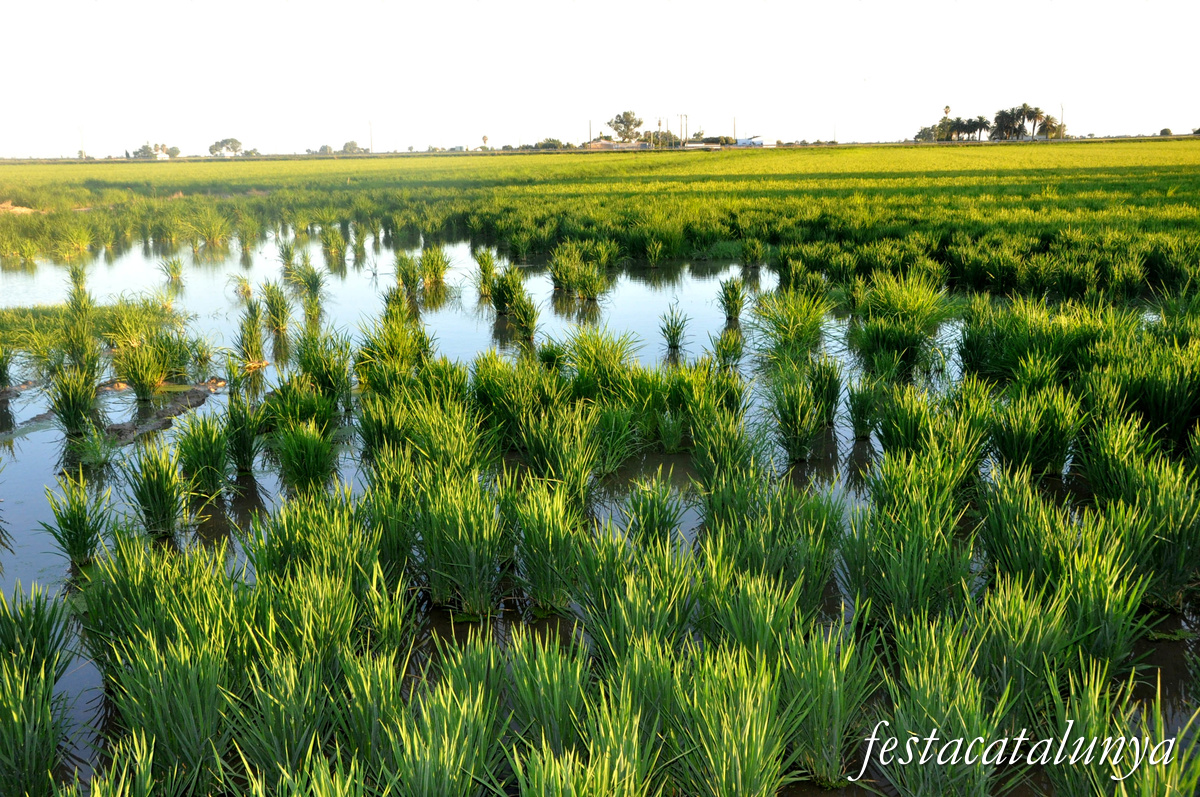 Ruta Turística: Descobreix el cor i la llum del Delta a Sant Jaume d'Enveja