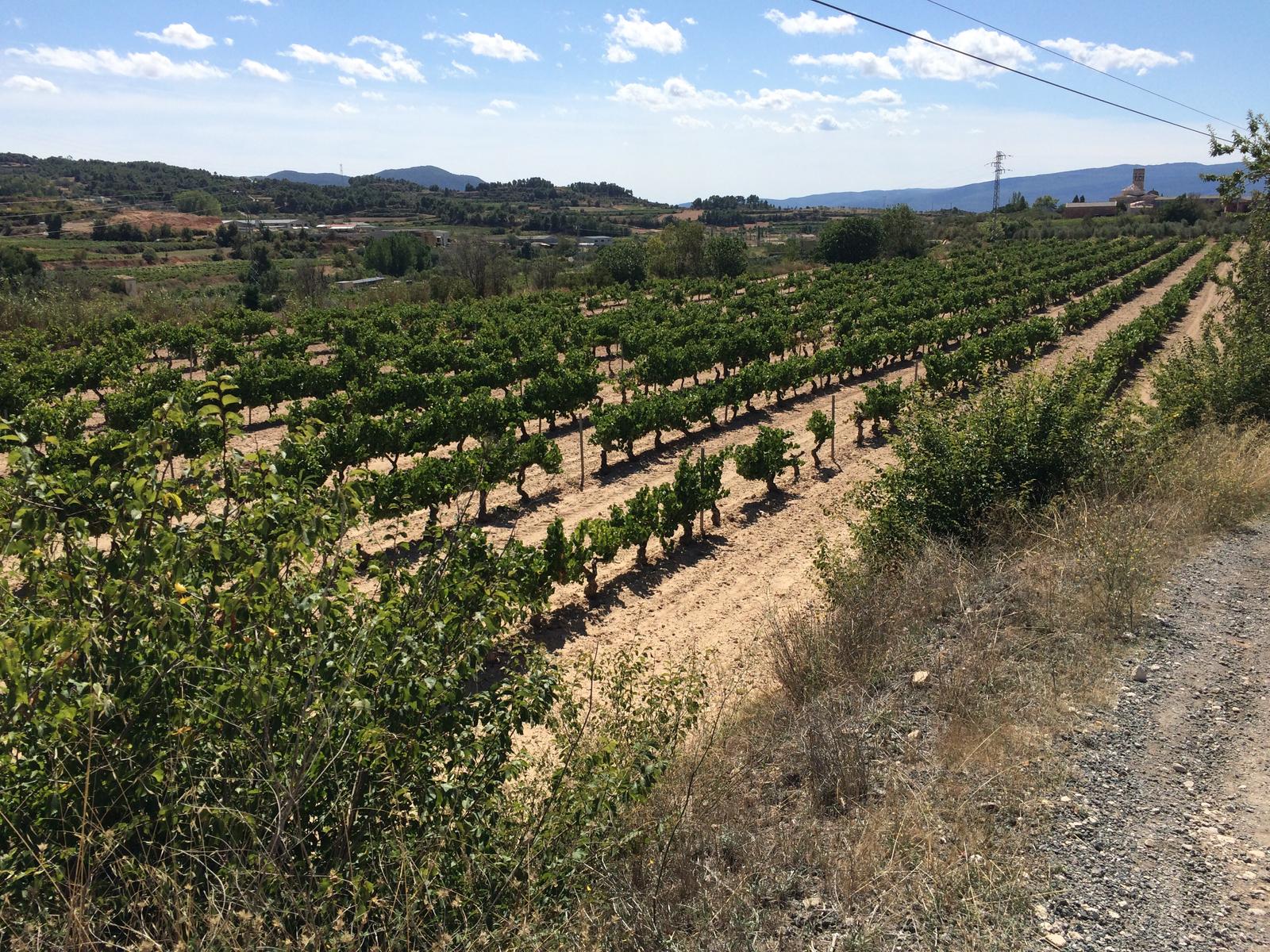 Sarral - Rutes a peu i en BTT 