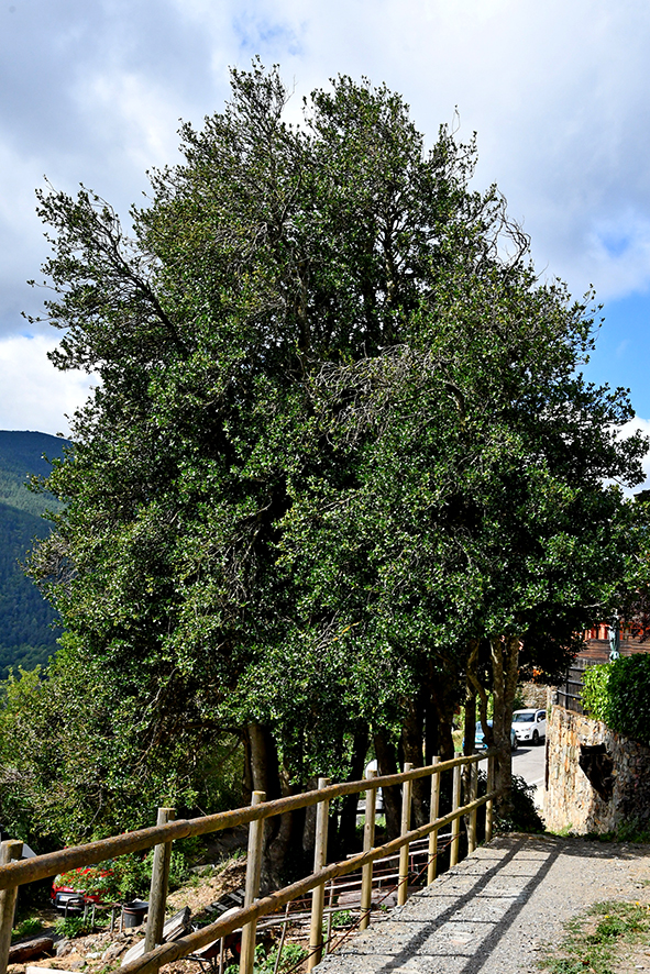 Grèvol de Ventolà