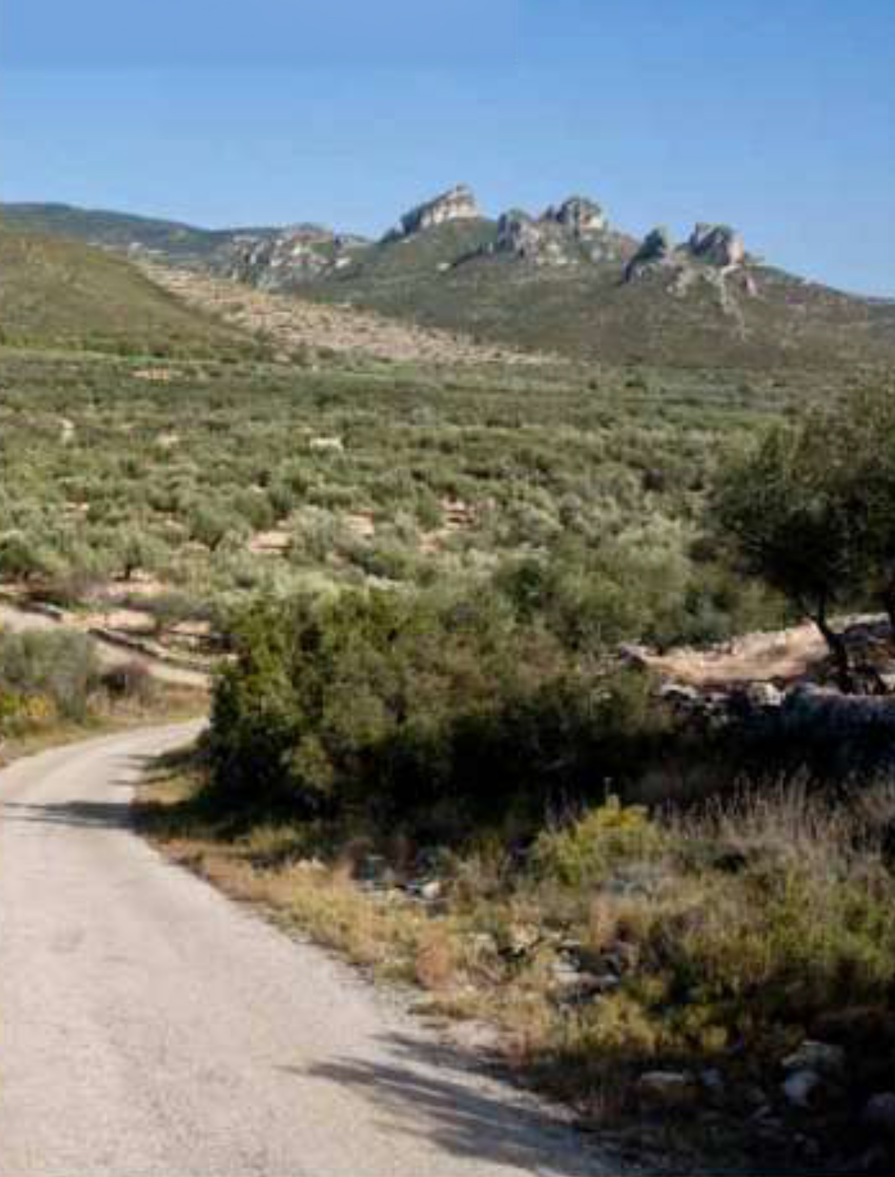 Ruta un mar d’oliveres i pedra seca a la Sénia 