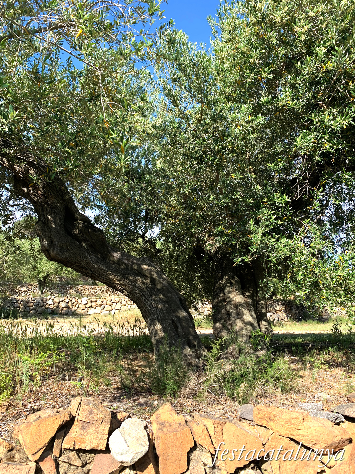 Riudecanyes - Oliveres centenàries 