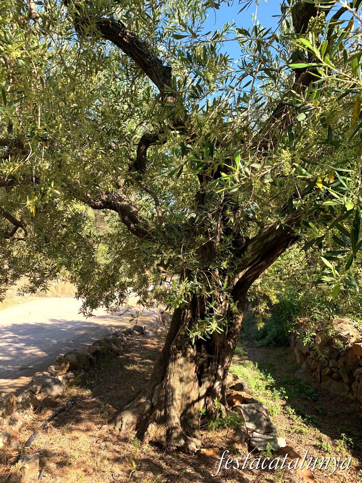 Riudecanyes - Oliveres centenàries 