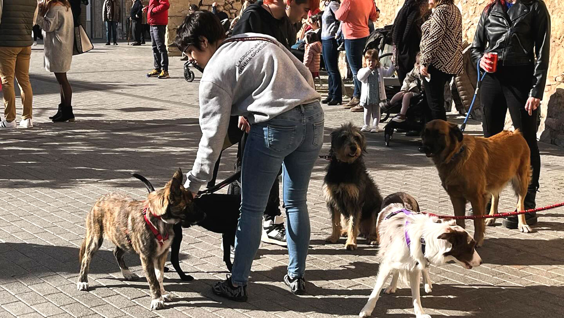 La Sénia - Festa de Sant Antoni (Foto: Ajuntament de La Sénia)