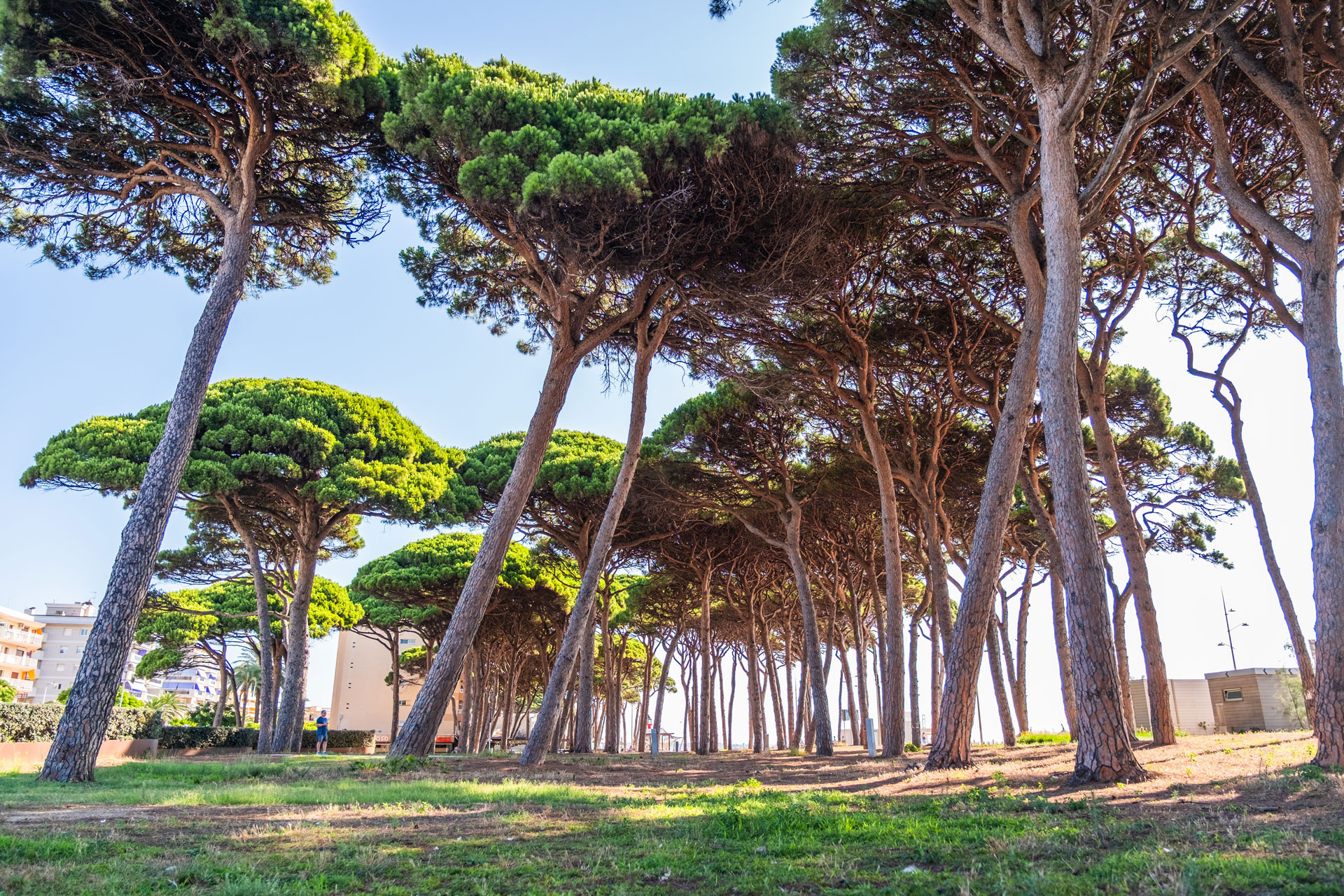 Vila-seca - Parc del Pinar de Perruquet (Foto: Patronat Municipal de Turisme de Vila-seca)