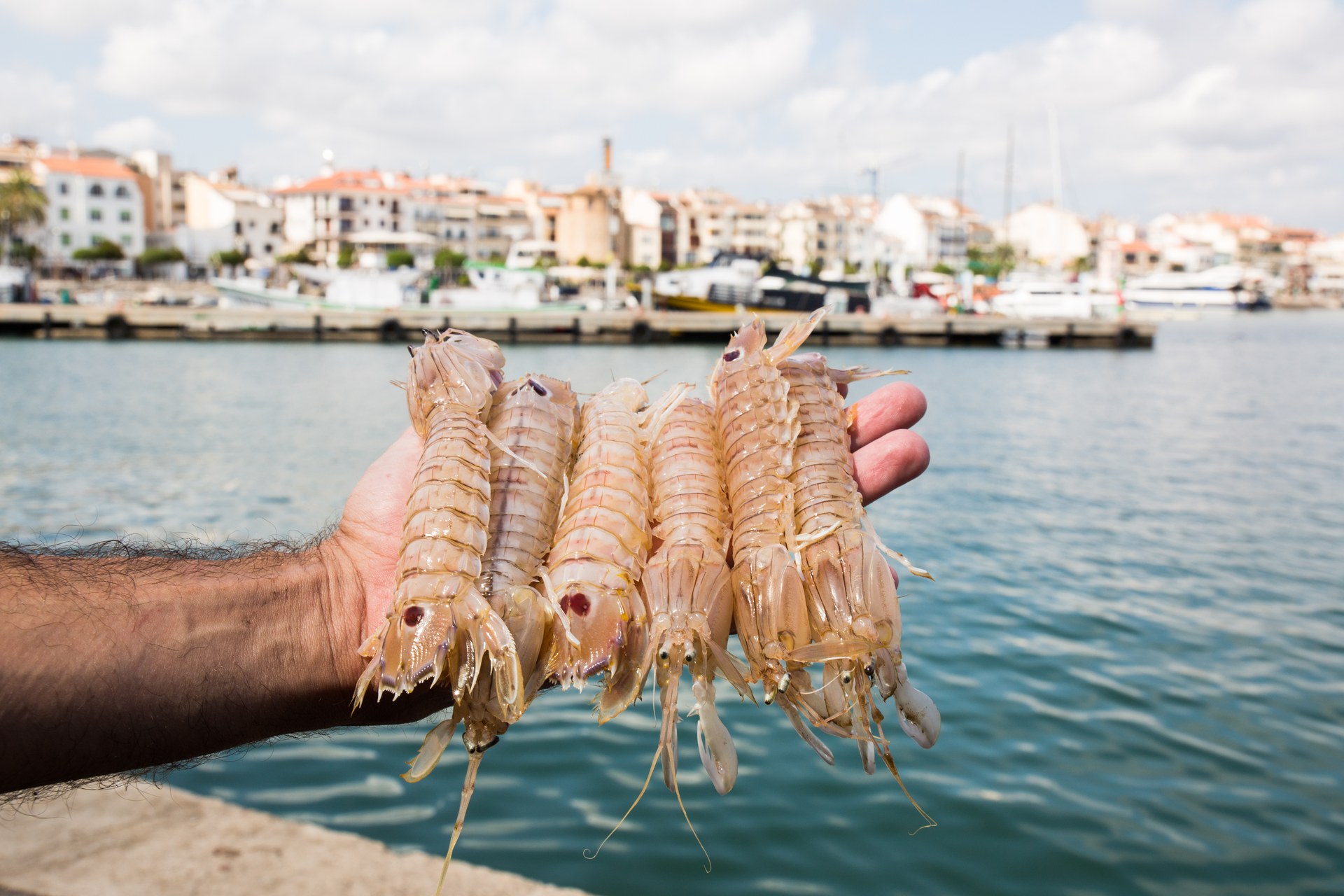 Jornades Gastronòmiques de la Galera i de la Cuina Marinera a Cambrils