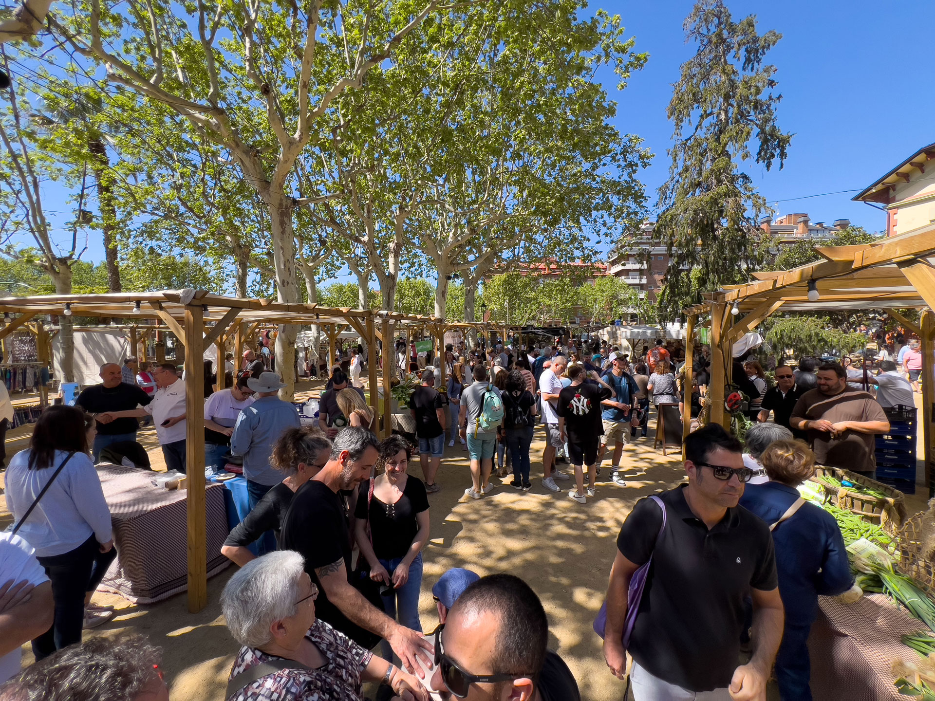 Sant Andreu de Llavaneres - Festa del Pèsol Garrofal (Foto: ajllavaneres.cat)