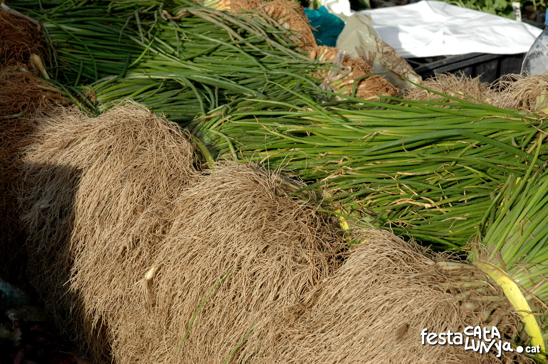 Planter de cebes