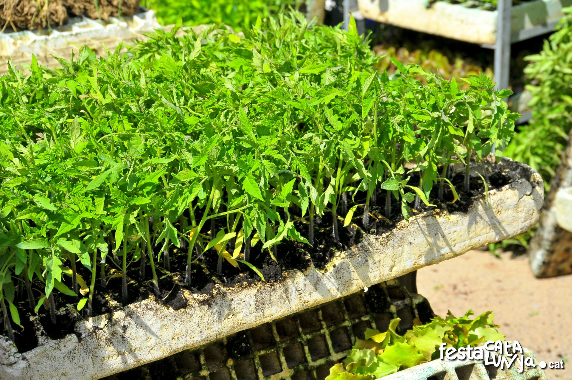 Planters de tomaqueres