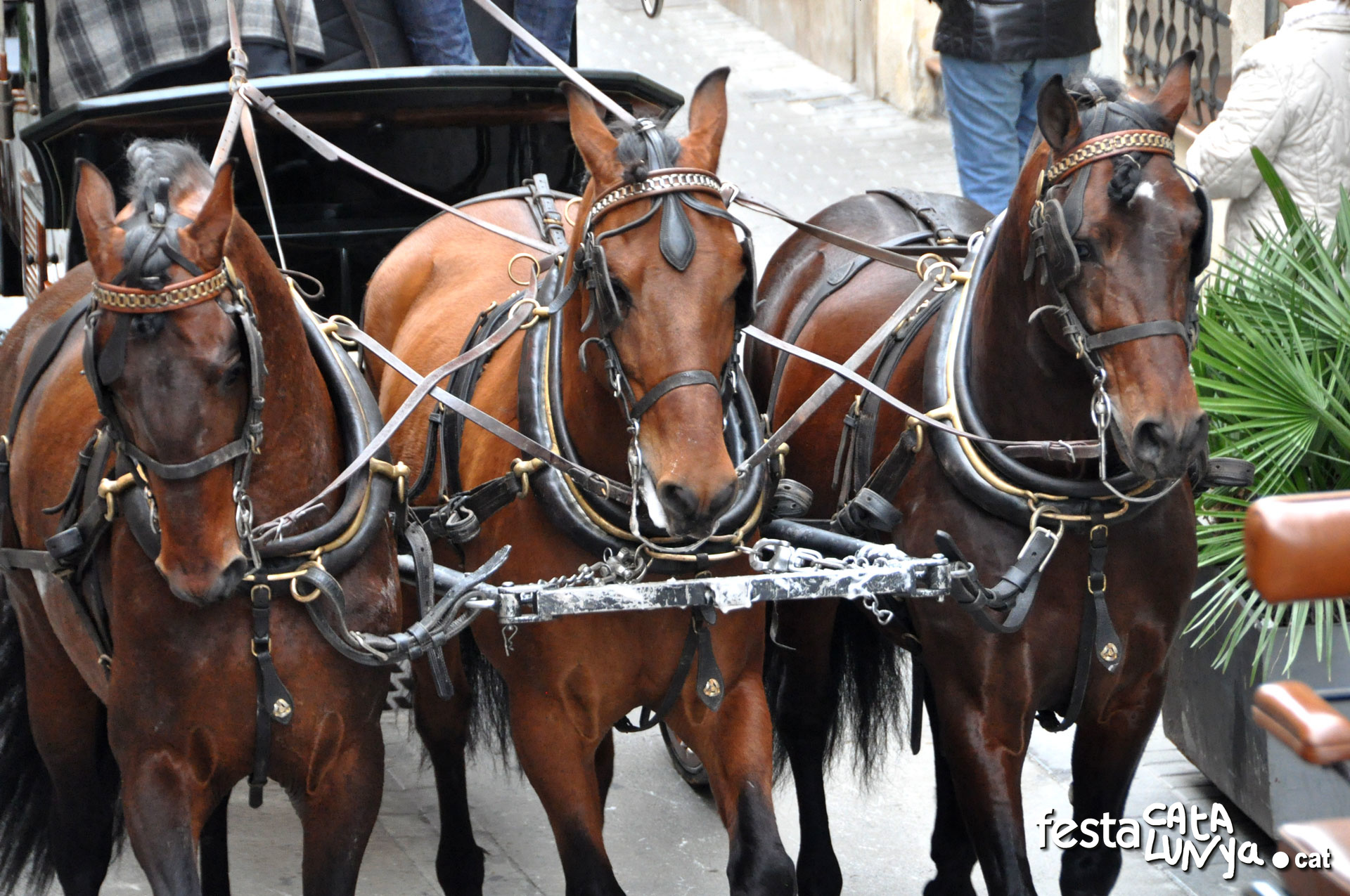 Els Tres Tombs de la Bisbal del Penedès