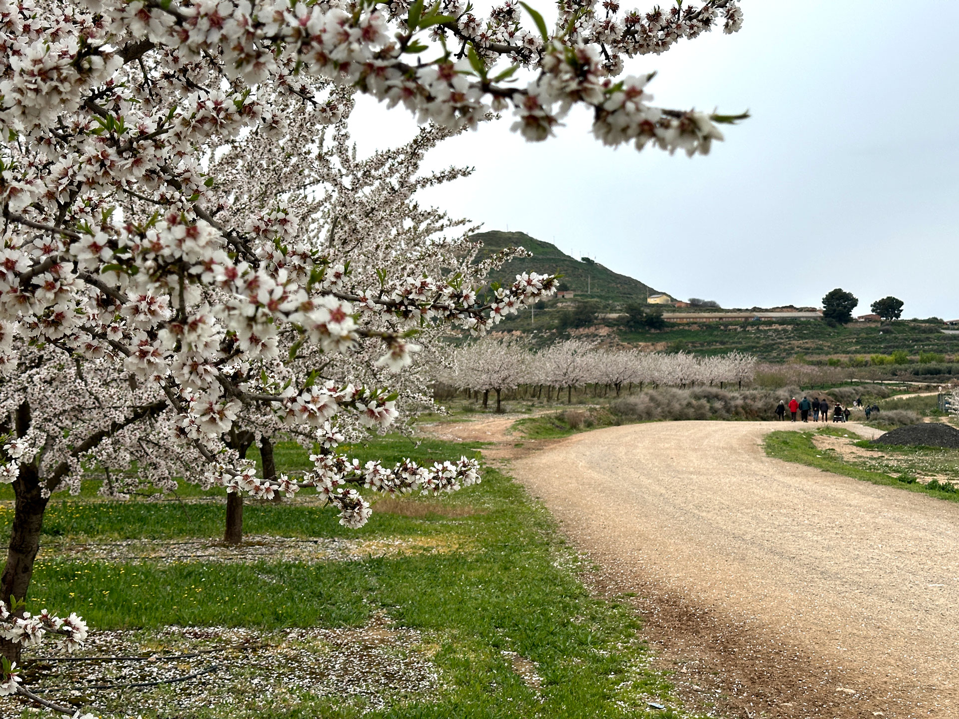 Castelldans - Caminada entre Ametllers Florits (Foto: Ajuntament de Castelldans)