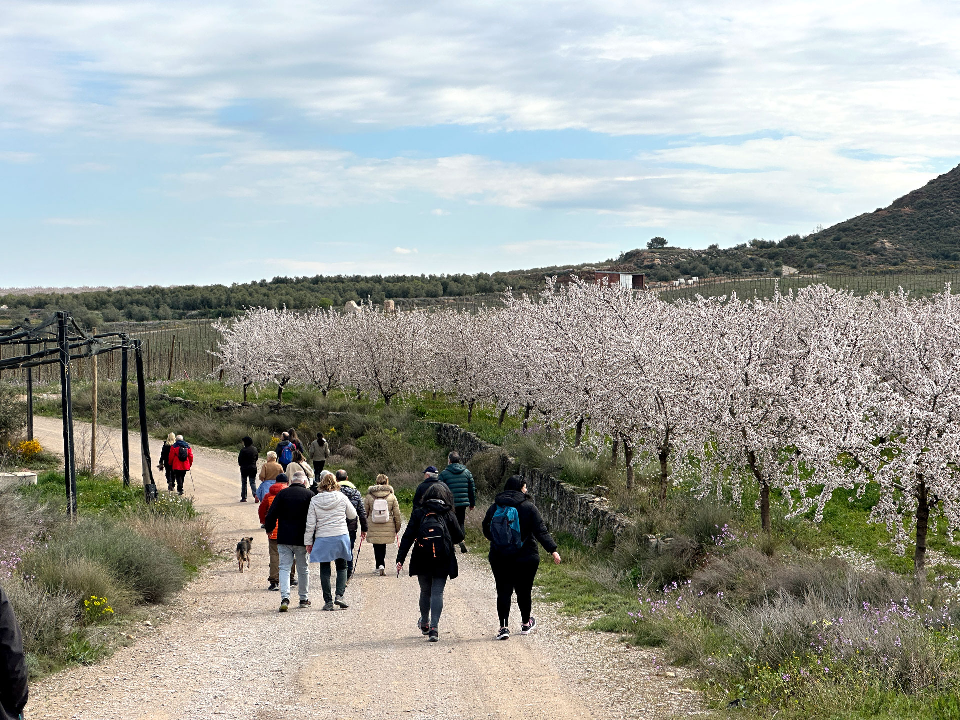 Castelldans - Caminada entre Ametllers Florits (Foto: Ajuntament de Castelldans)