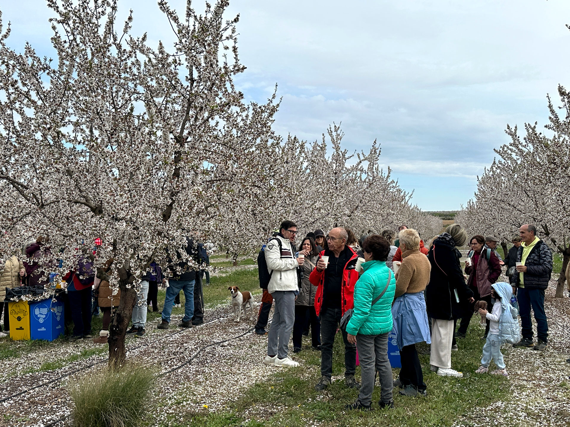 Castelldans - Caminada entre Ametllers Florits (Foto: Ajuntament de Castelldans)