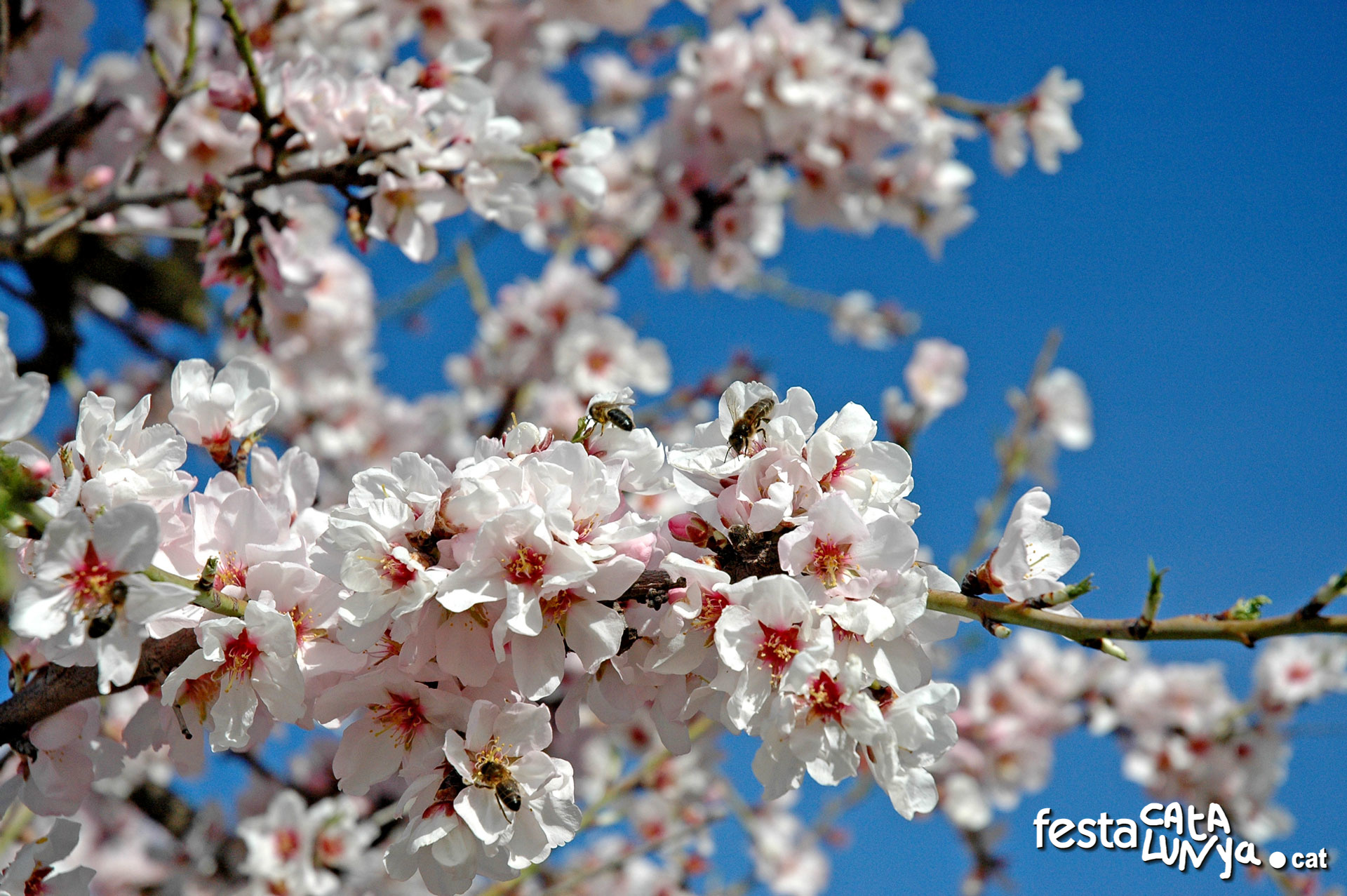 Vermut & Floració Tastasons a Preixana