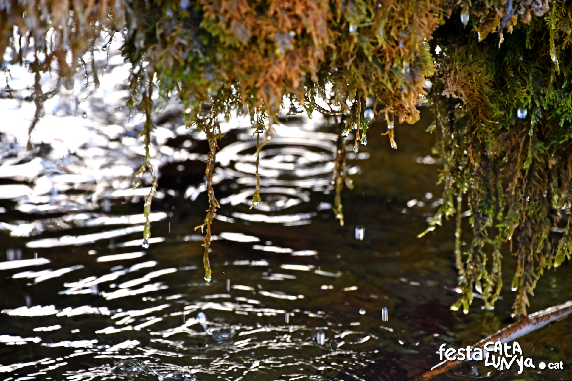Sant Feliu de Pallerols - El "Lago"