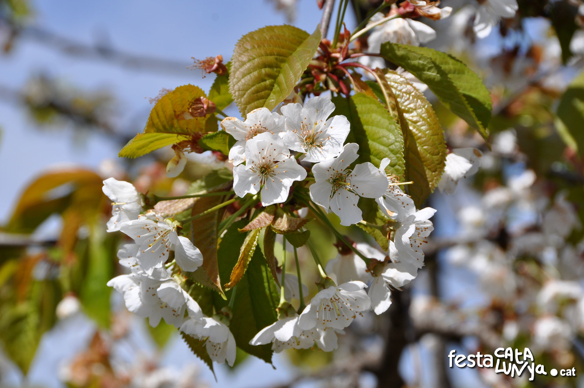 Passejada entre cirerers florits i tast de vins a Rasquera