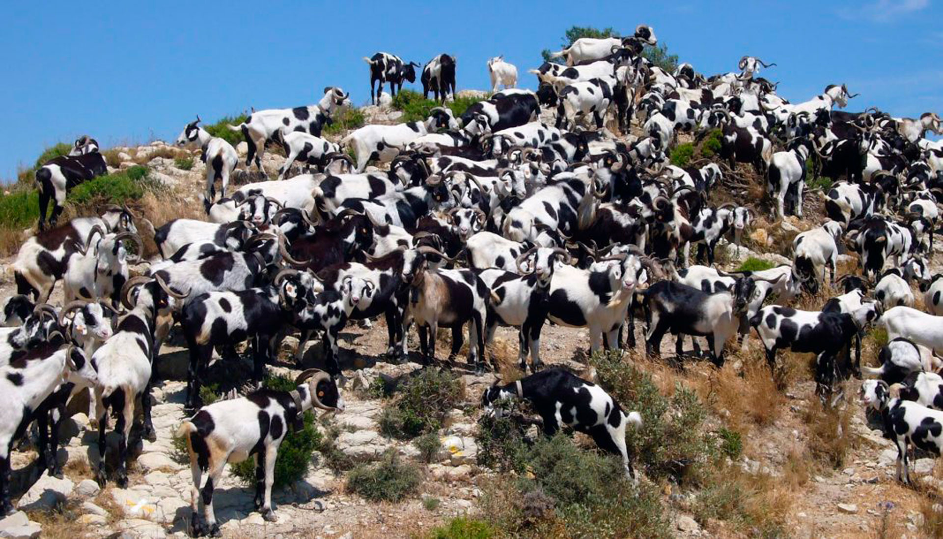 Fira ramadera i d'artesania de Rasquera