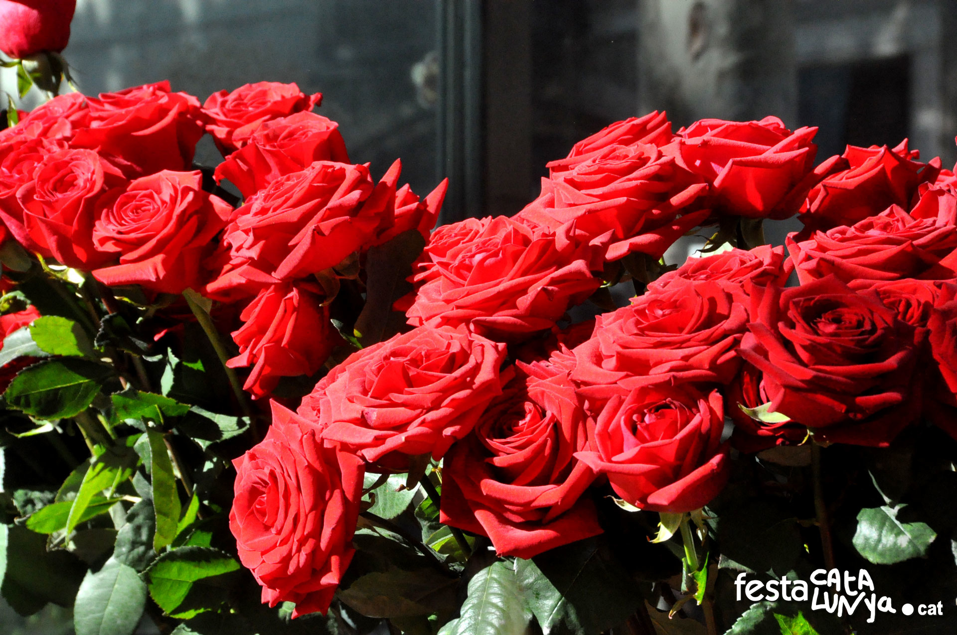 Roses