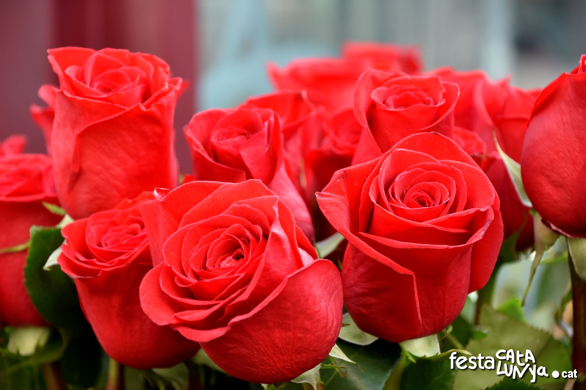 Sant Jordi a Les Cabanyes