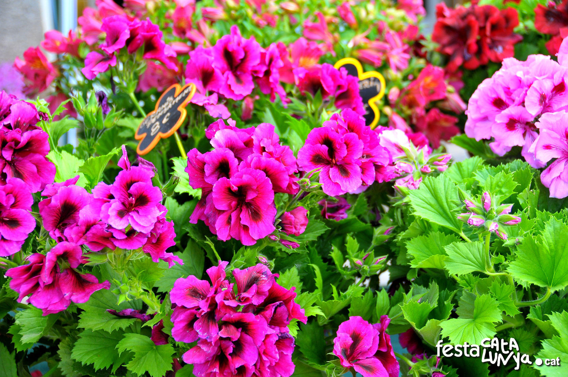 Fira Primavera a Montseny