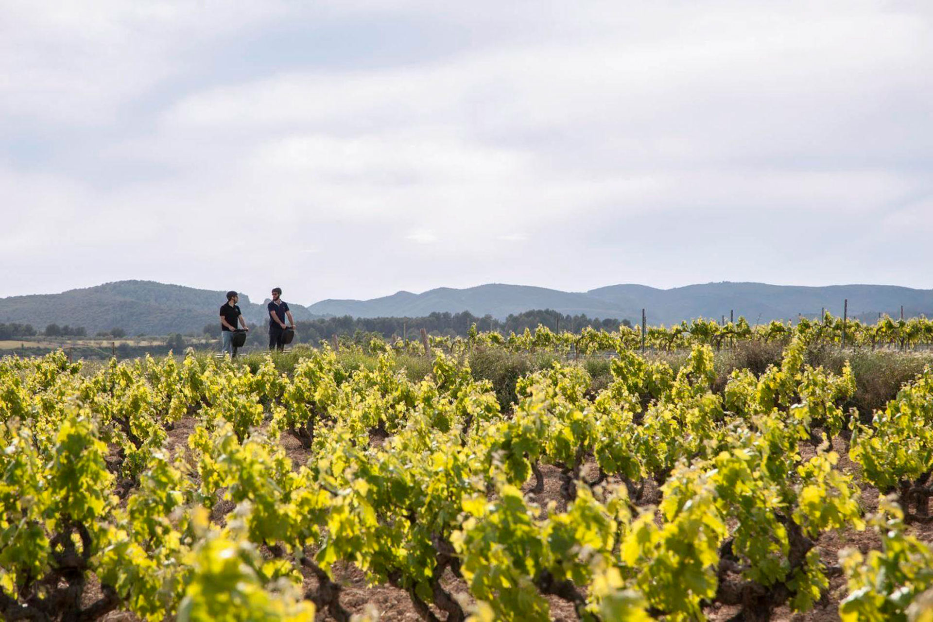 Esportec - Ecoruta turística guiada en segway pel Penedès entre vinyes