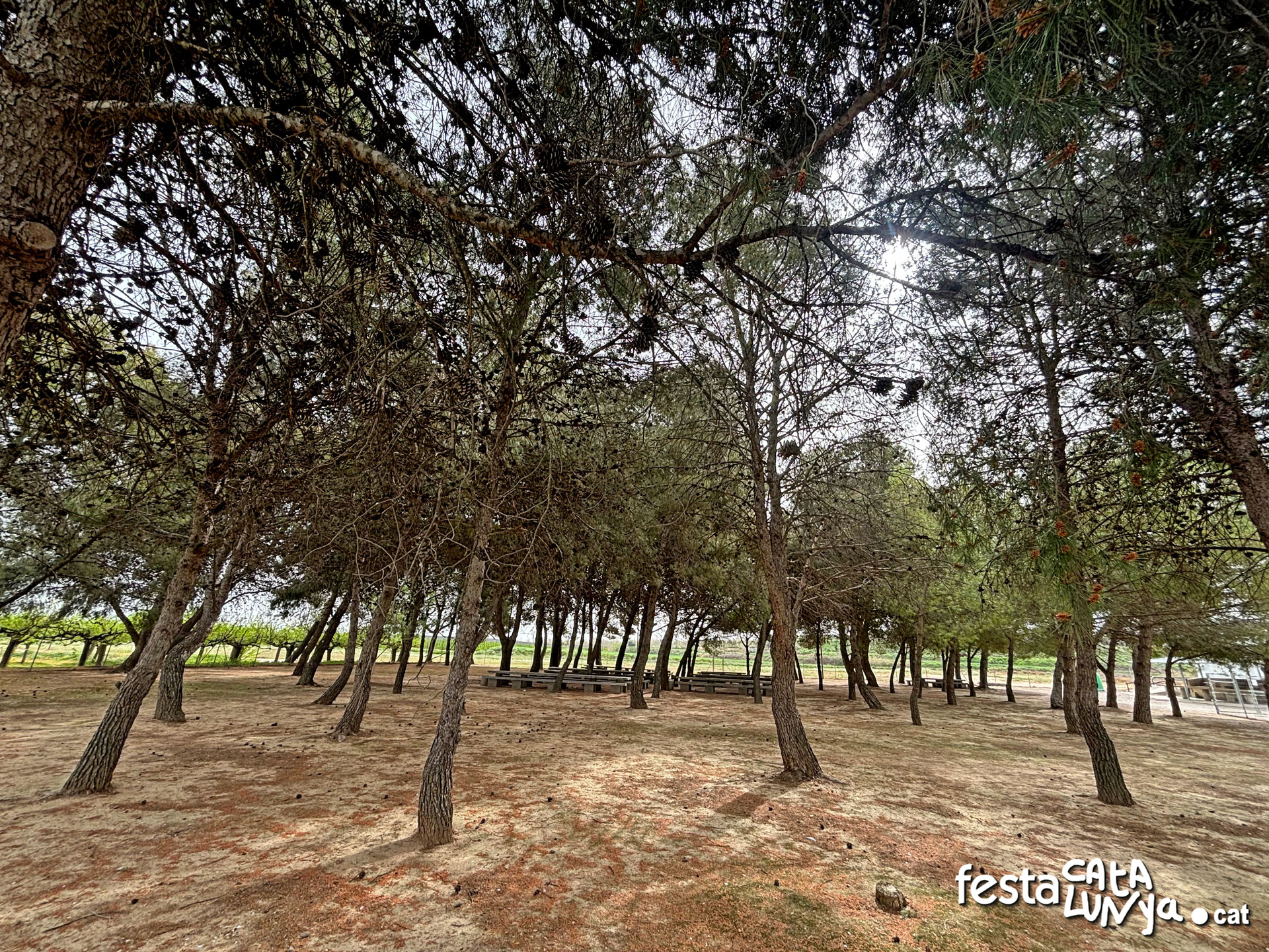 Sidamon - La Pineda