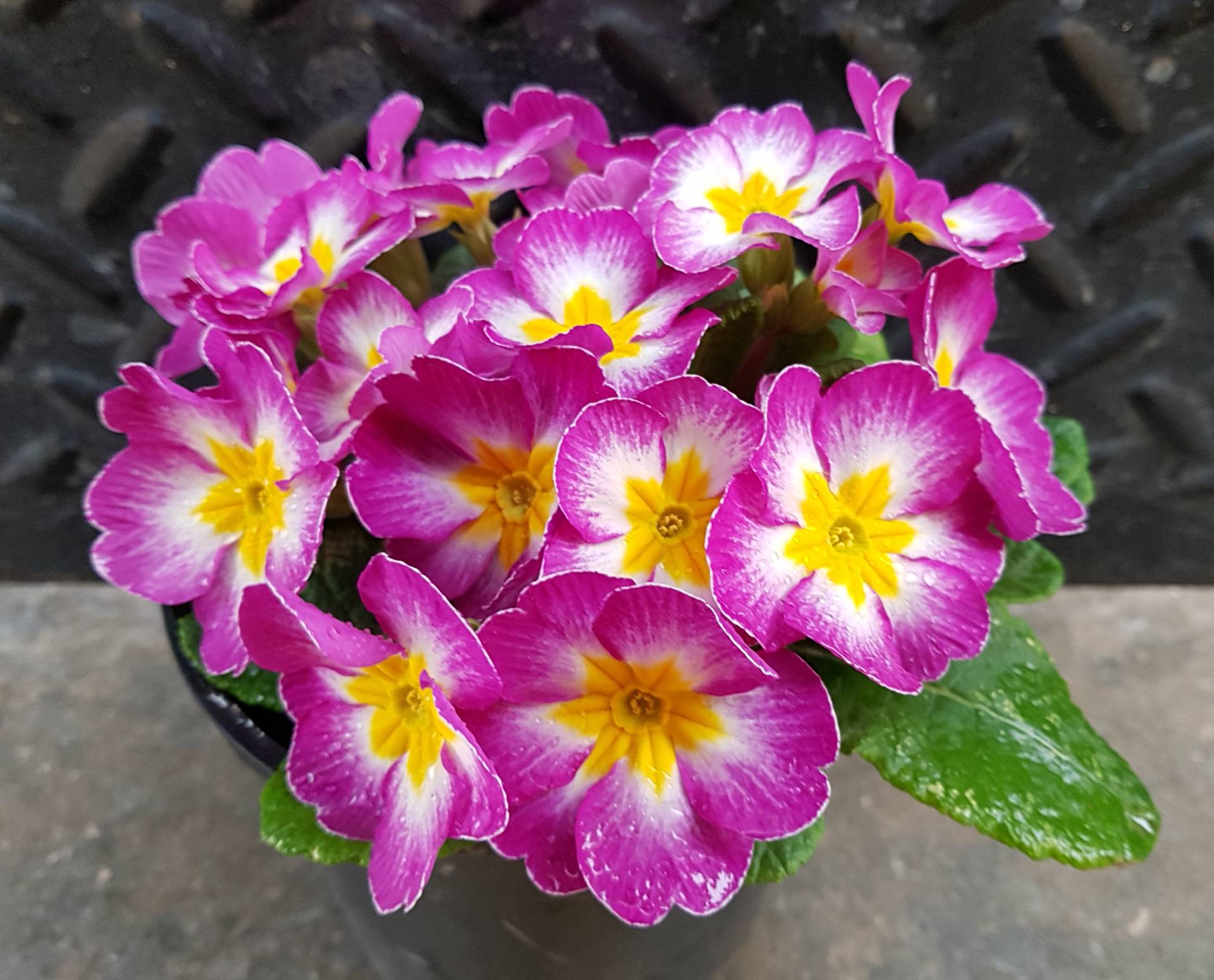 Subirats en Flor