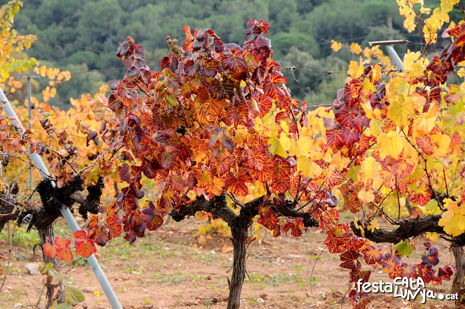 Sant Llorenç d'Hortons - Paisatge penedesenc