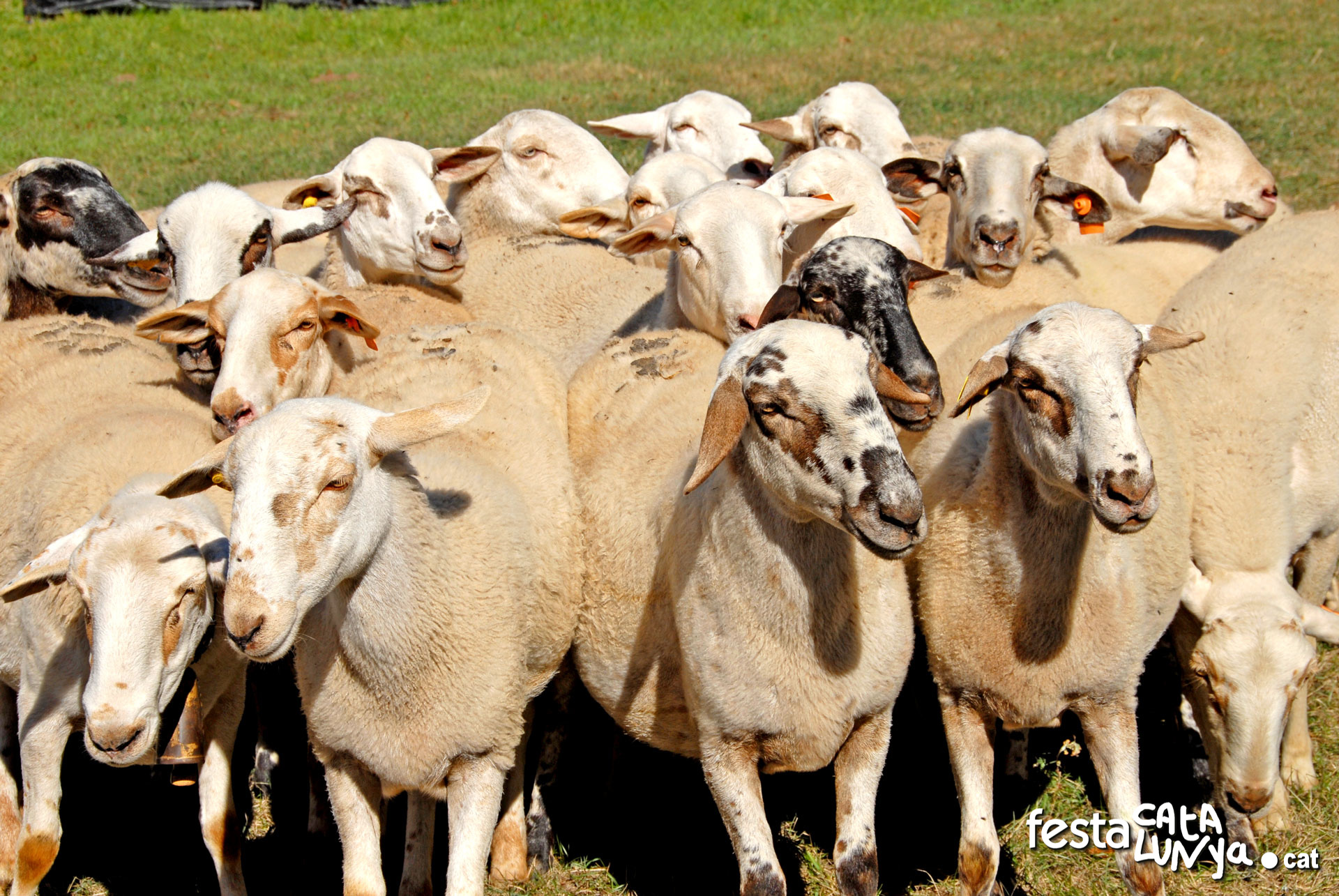 Fira de la Primavera de la Pastura i la Mel Ecològica de Sant Pere de Vilamajor