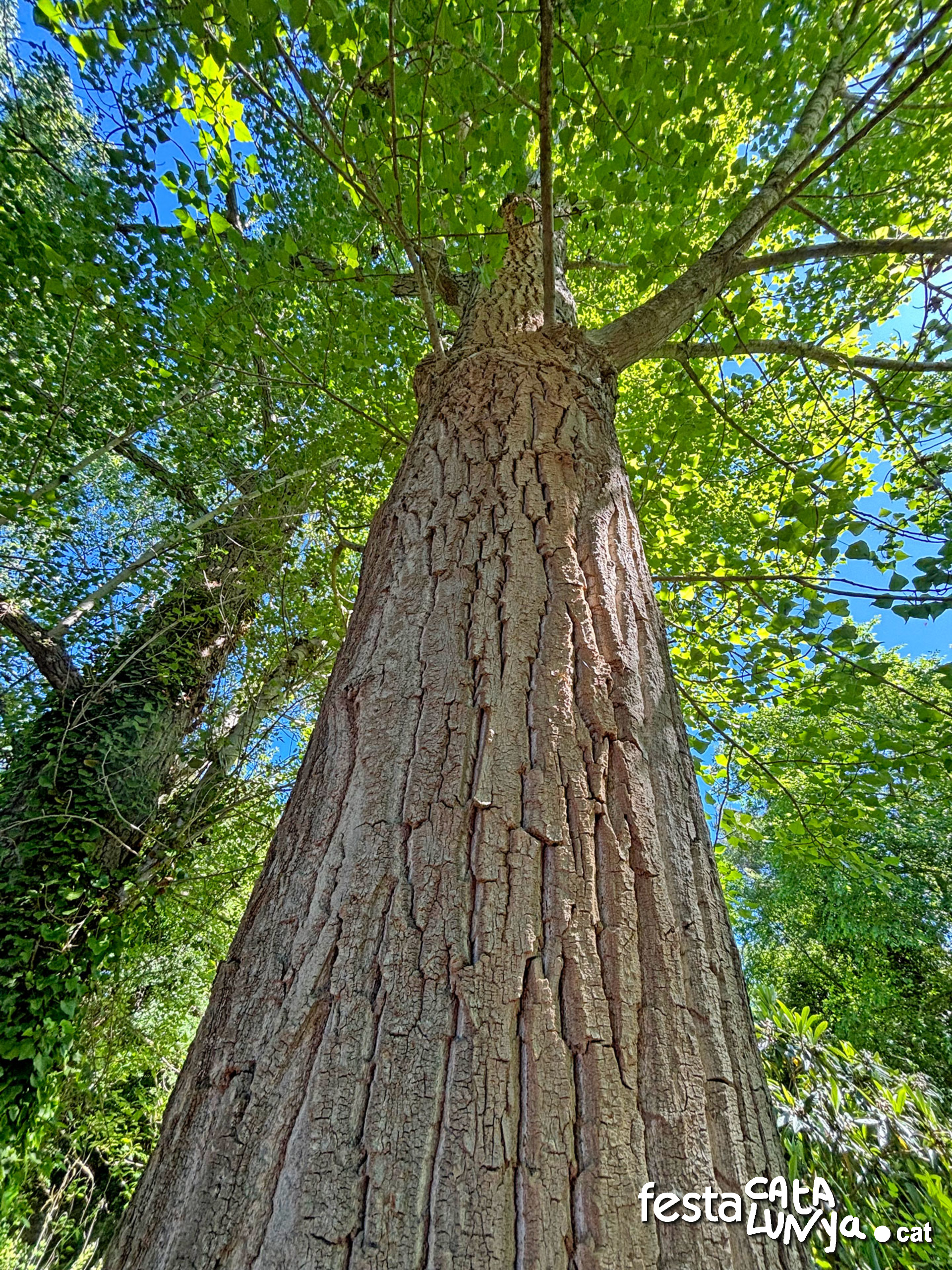 Les Piles - Arborètum