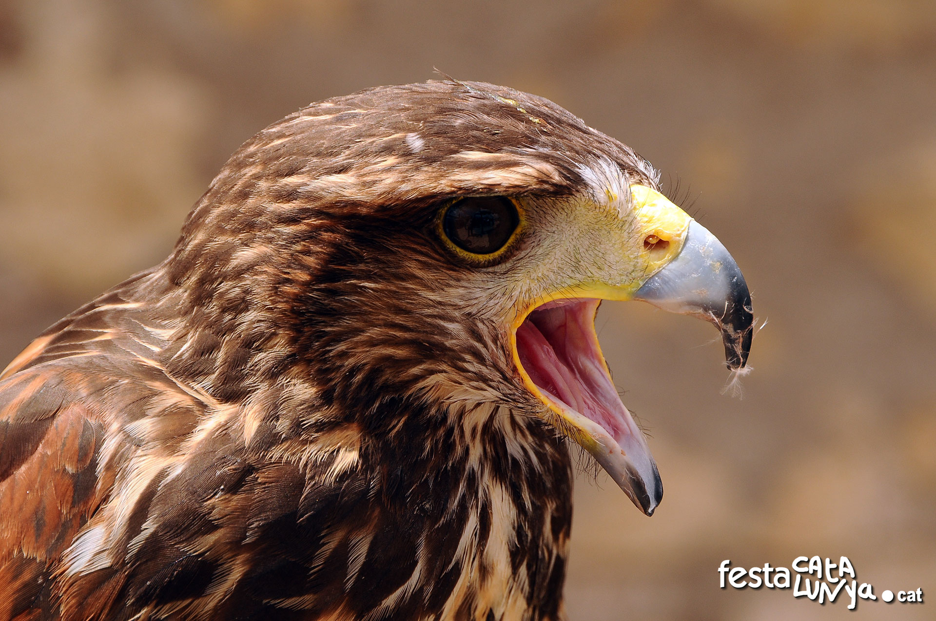 Falconeria mercat medieval