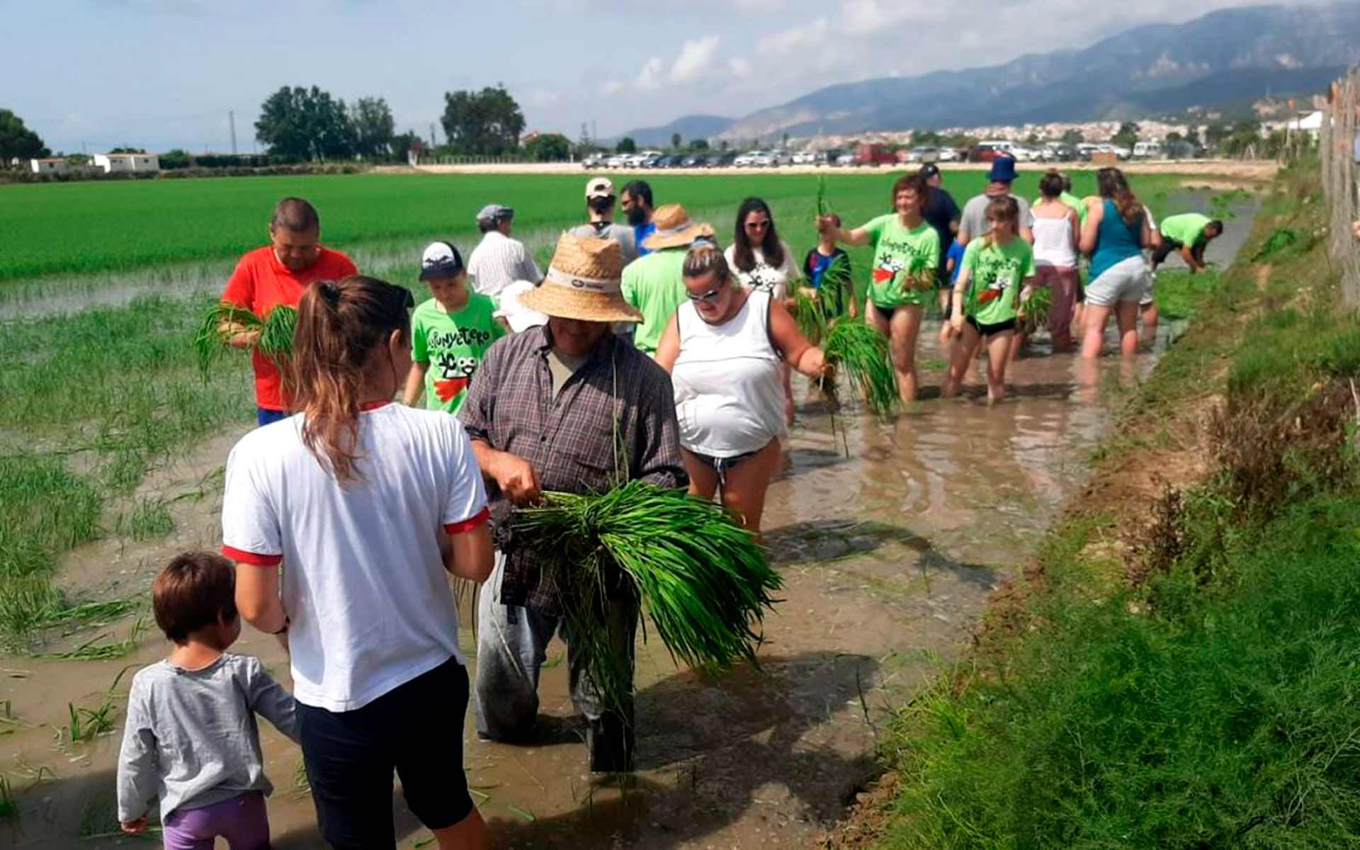 Festa tradicional de la plantada de l'arròs a la Ràpita