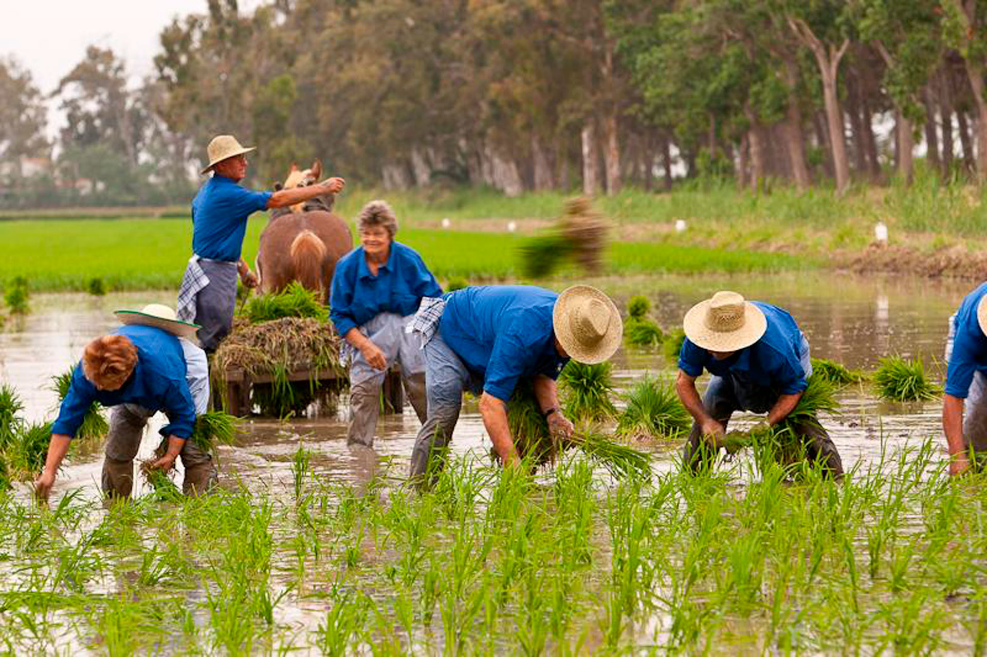 Festa de la Plantada de l'Arròs a Deltebre