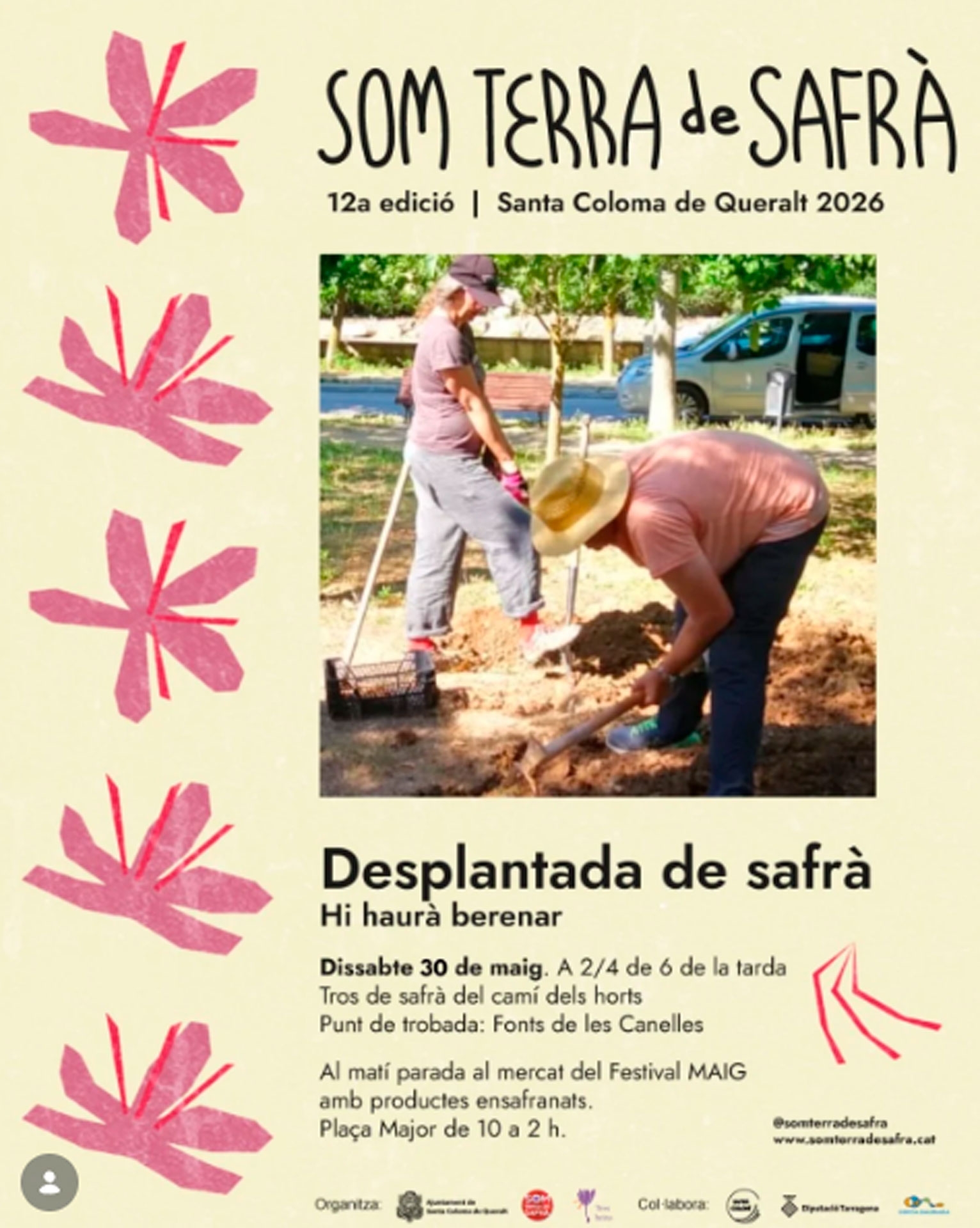 Desplantada de Safrà a Santa Coloma de Queralt