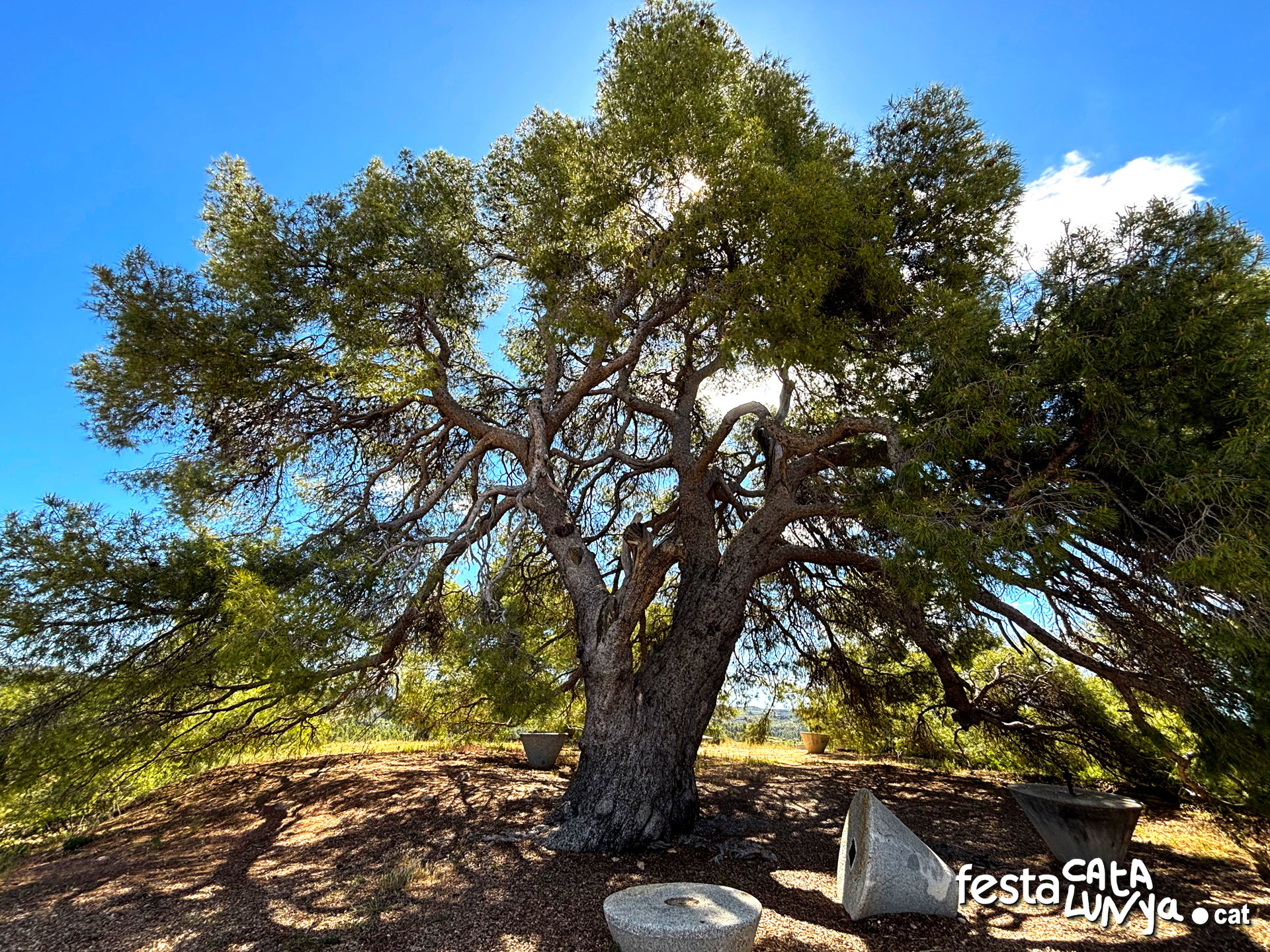 Pi del cal Pino  o Pi - La Palma d'Ebre