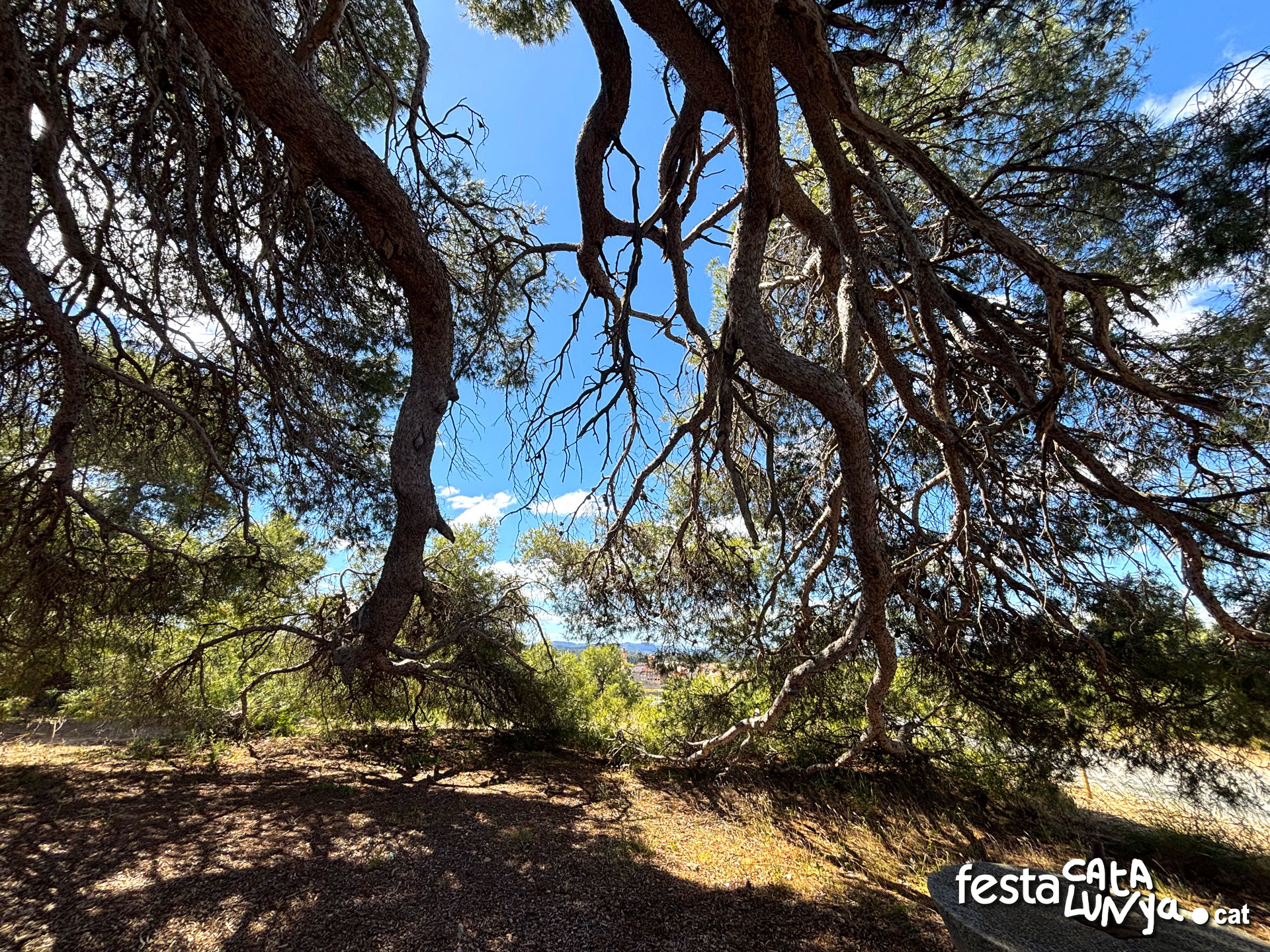 Pi del cal Pino  o Pi - La Palma d'Ebre