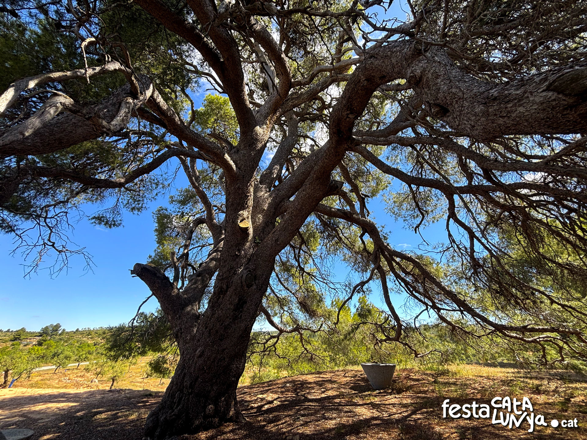 Pi del cal Pino  o Pi - La Palma d'Ebre