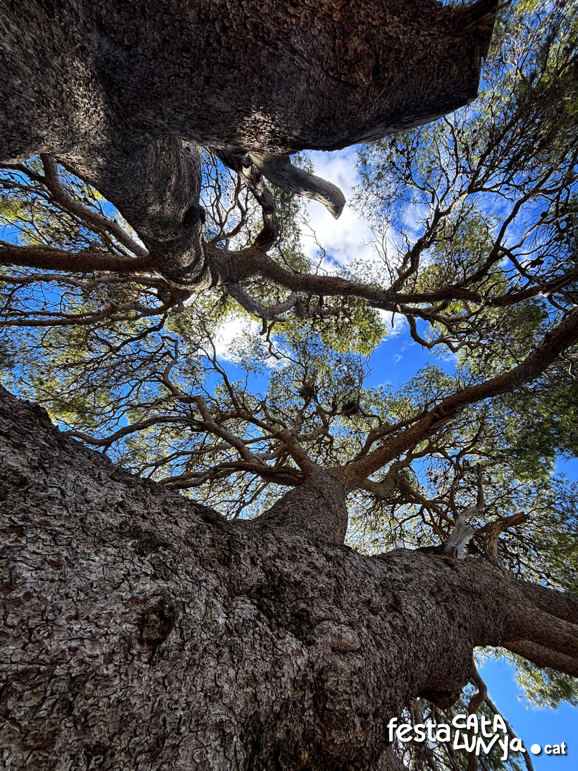 Pi del cal Pino  o Pi - La Palma d'Ebre