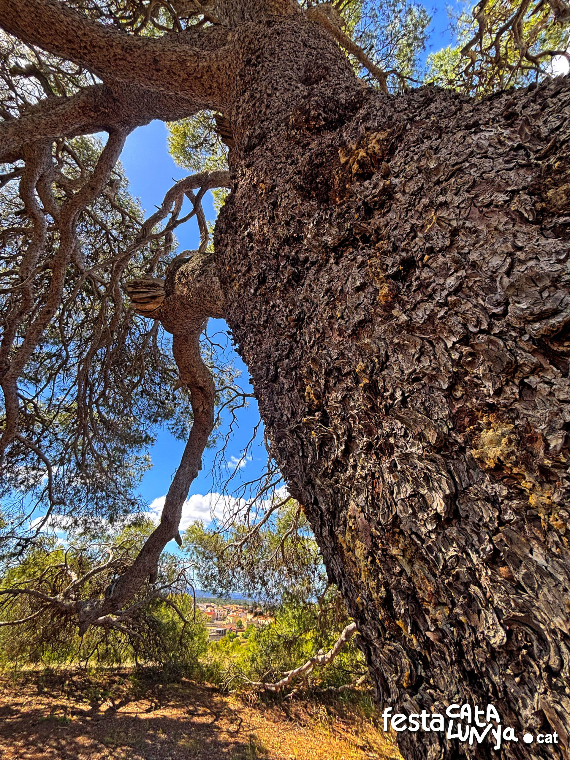Pi del cal Pino  o Pi - La Palma d'Ebre