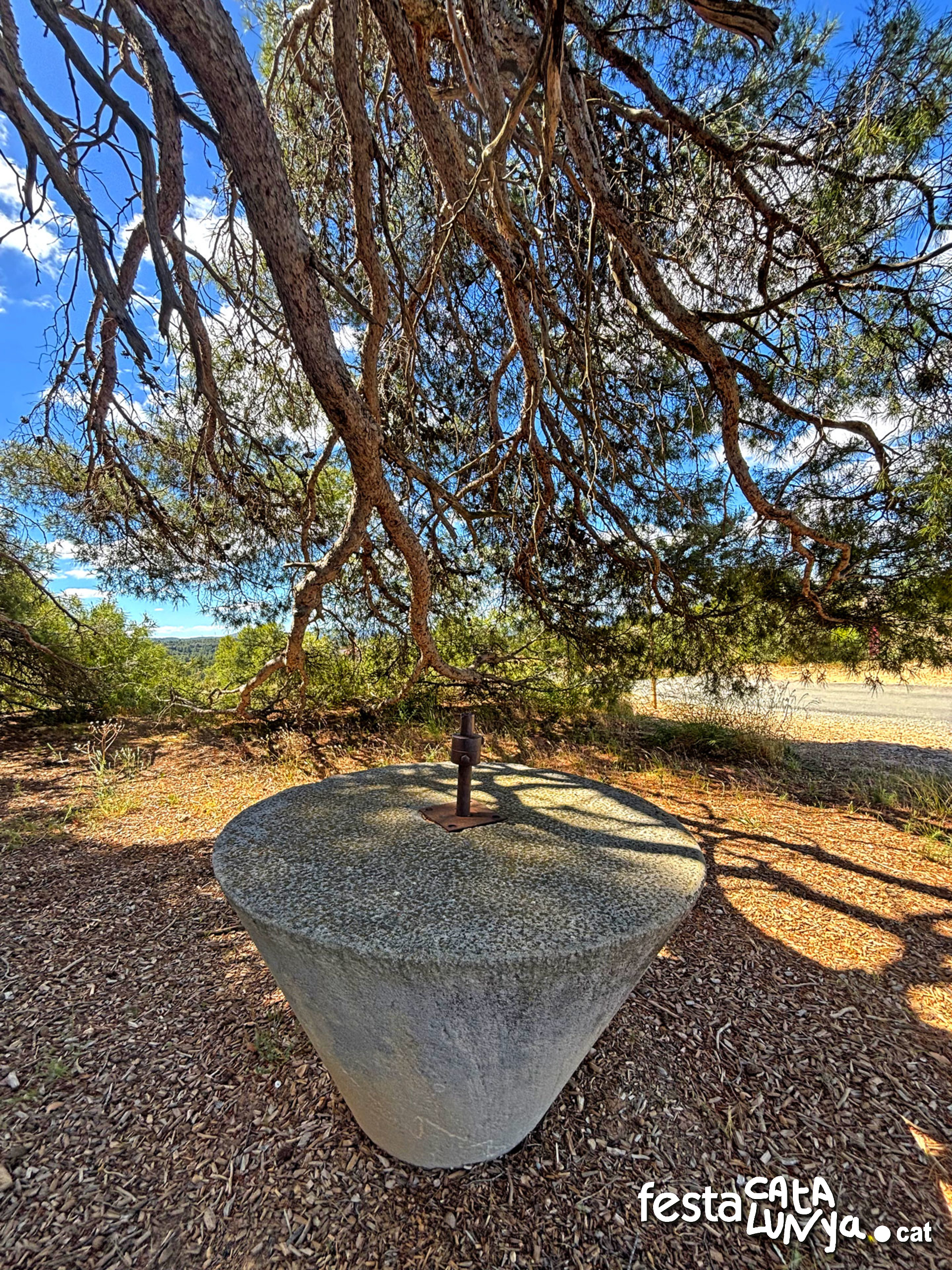 Pi del cal Pino  o Pi - La Palma d'Ebre