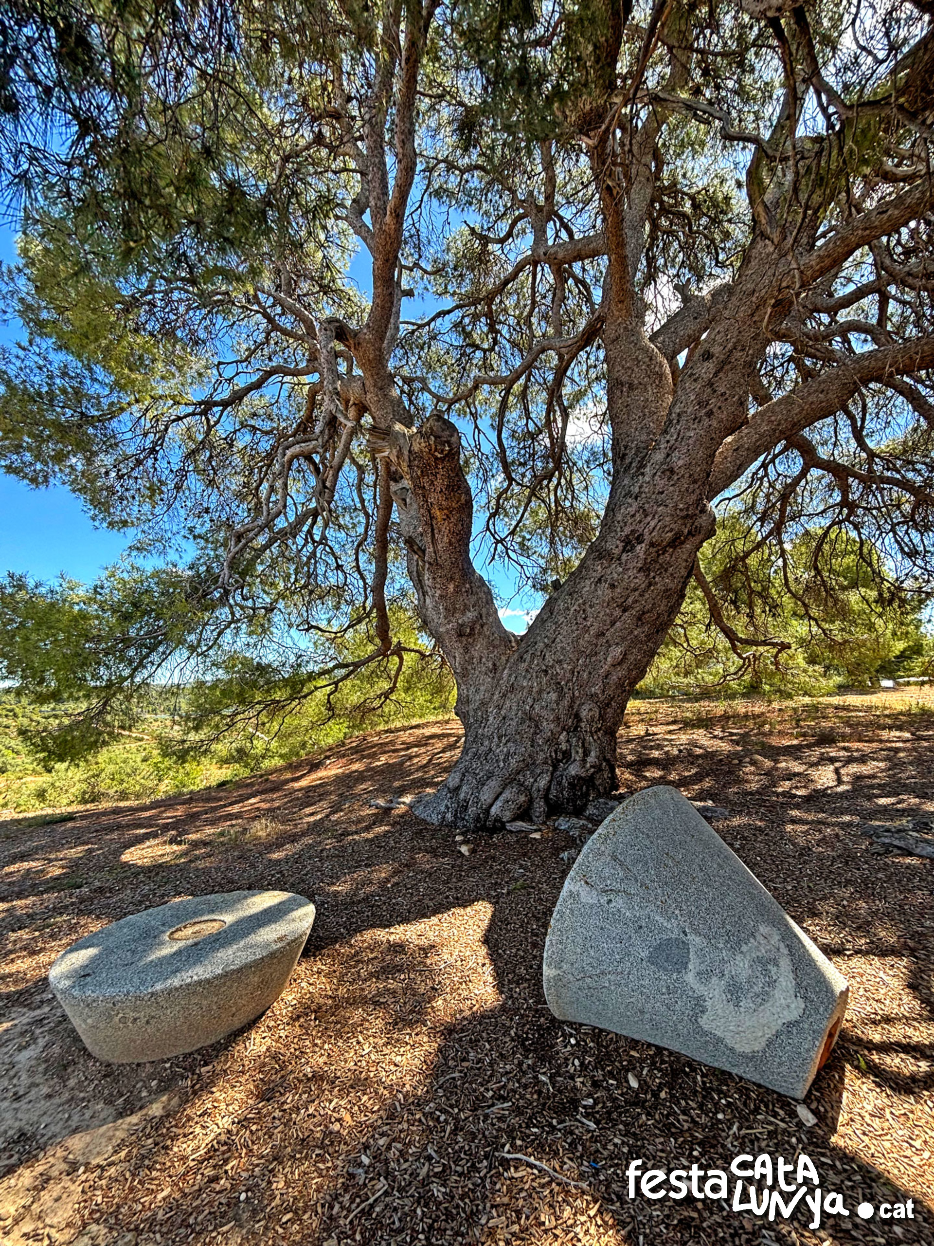 Pi del cal Pino  o Pi - La Palma d'Ebre