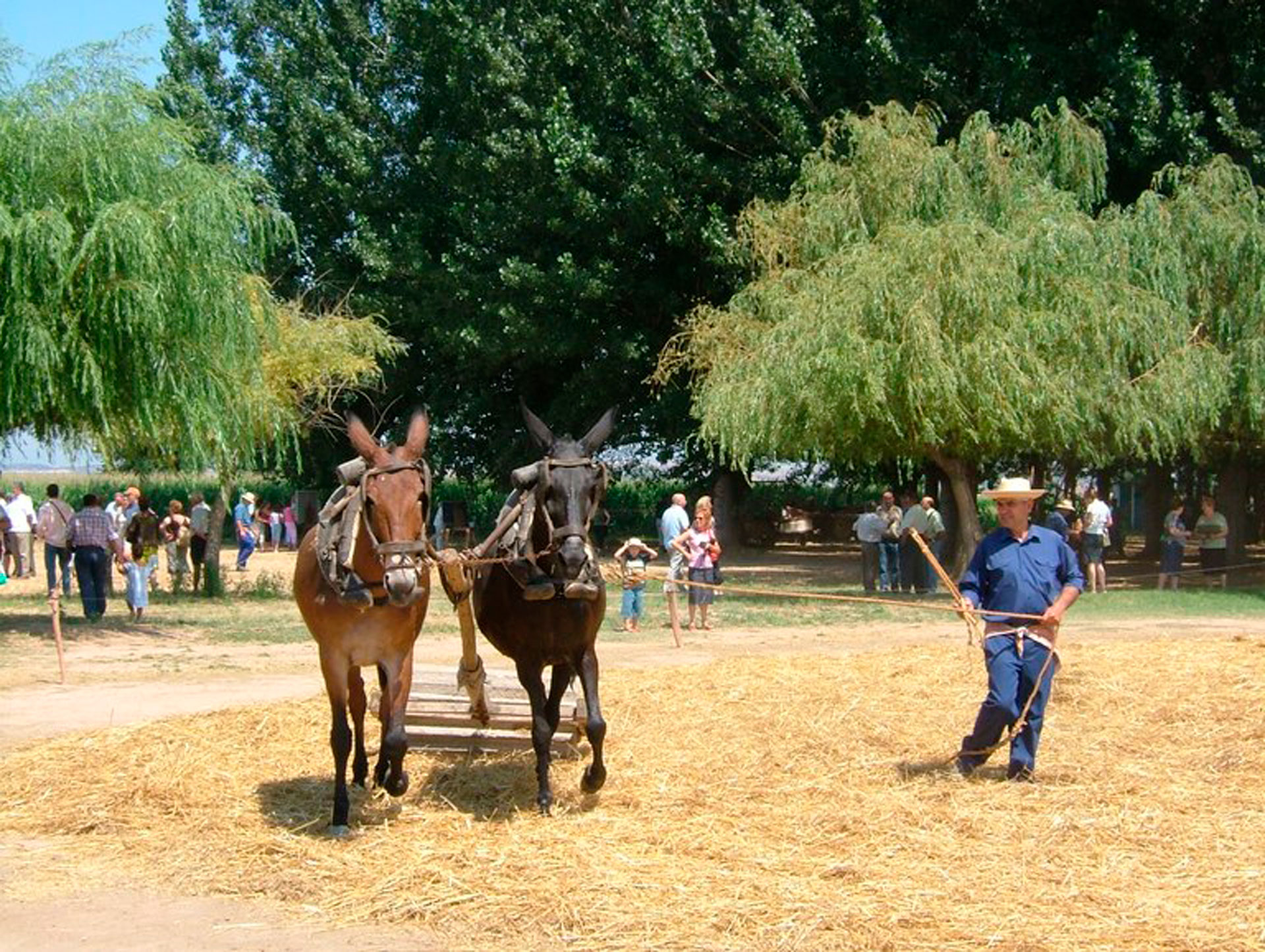 Festes del Segar i Batre - La Fuliola (Foto: Ajuntament)