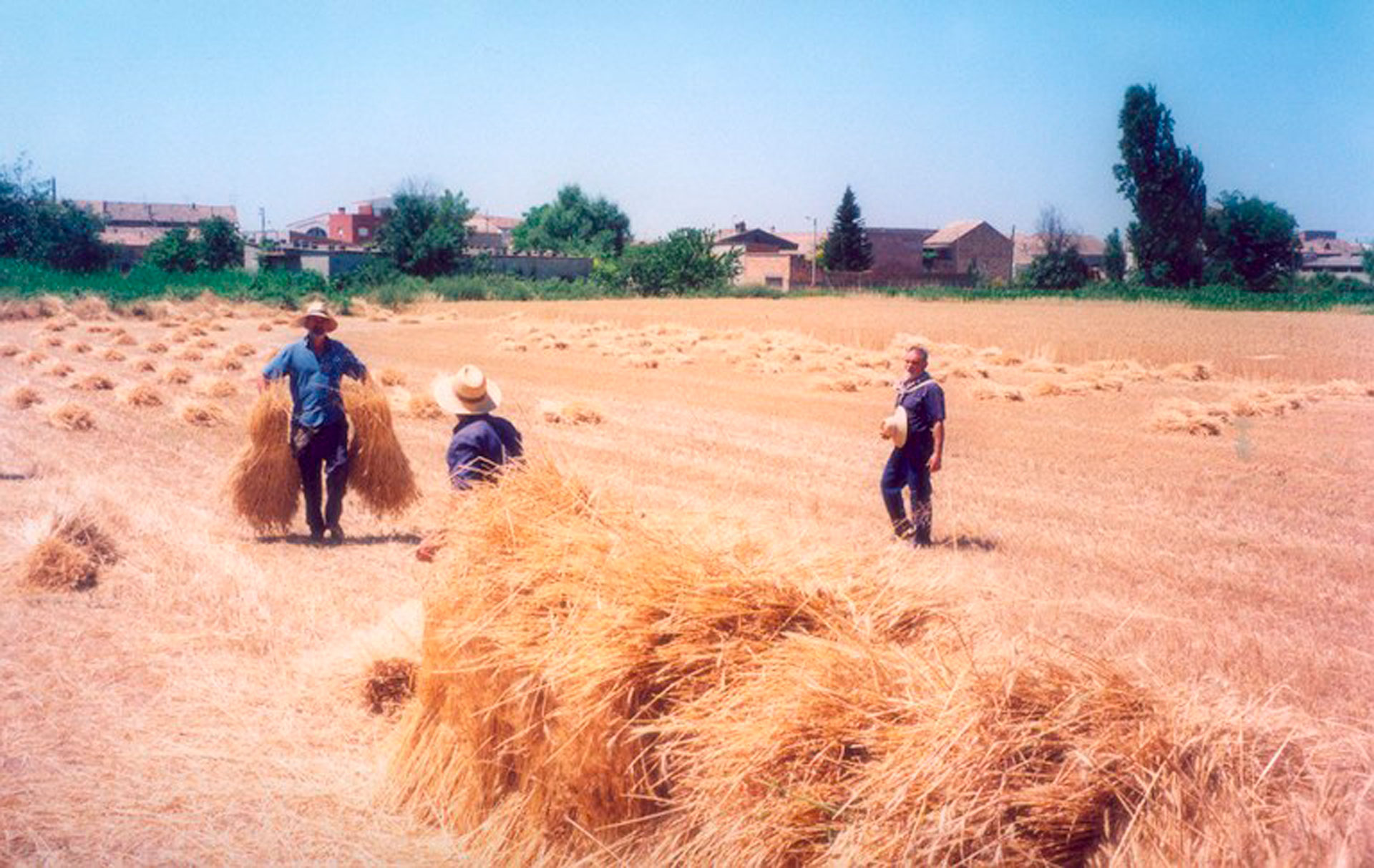 Festes del Segar i Batre - La Fuliola (Foto: Ajuntament)