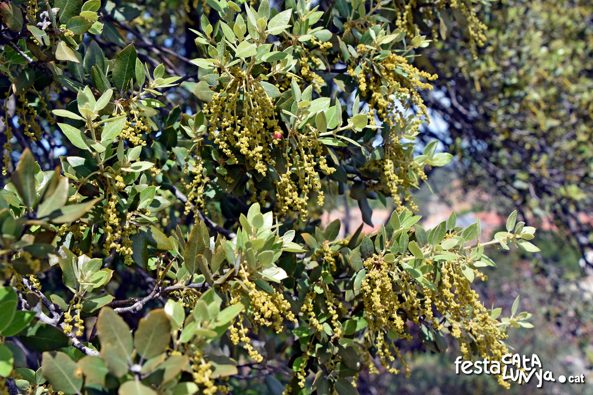 Alzina florida