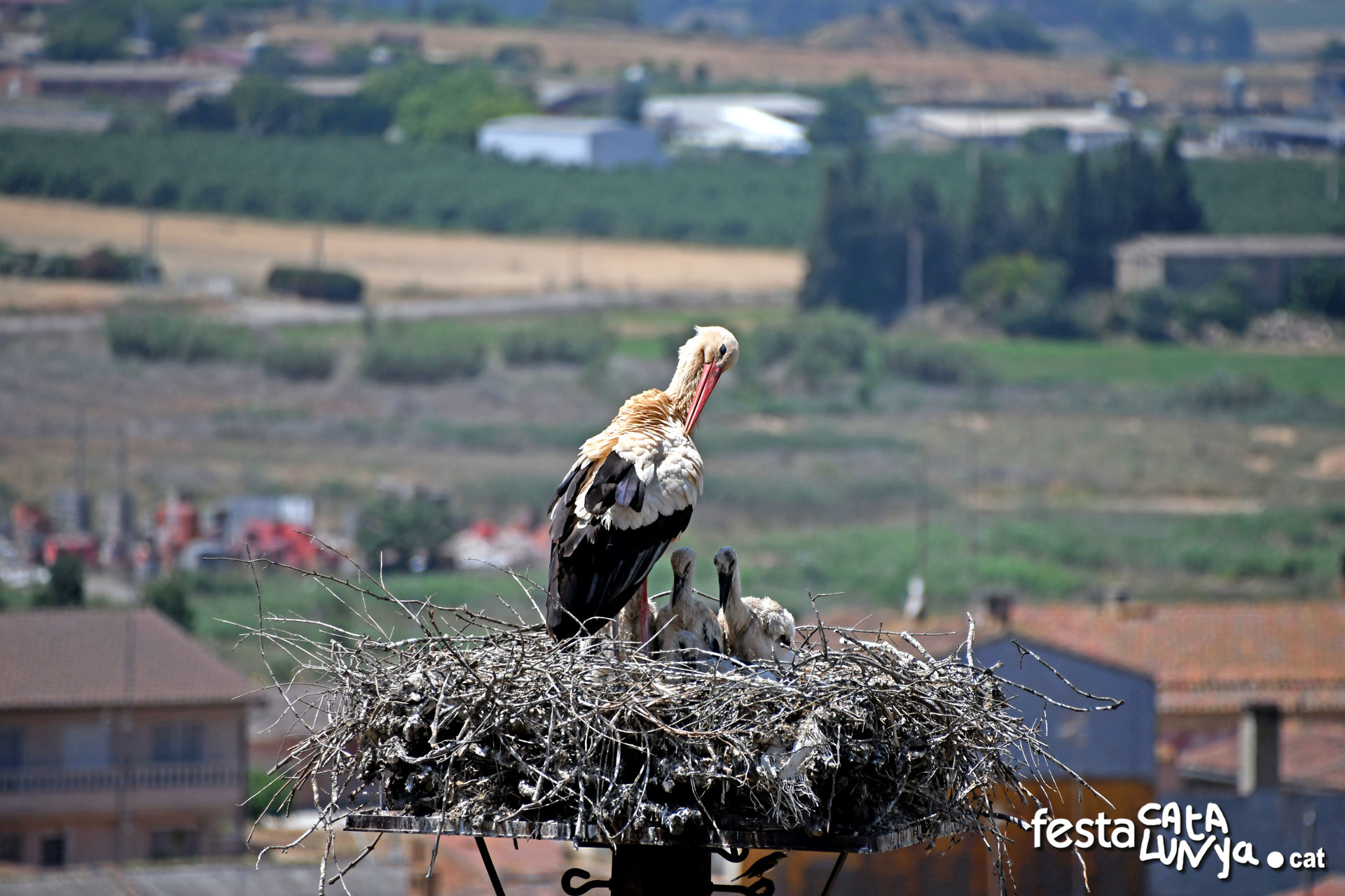 Almacelles - Mirador d'Almacelles