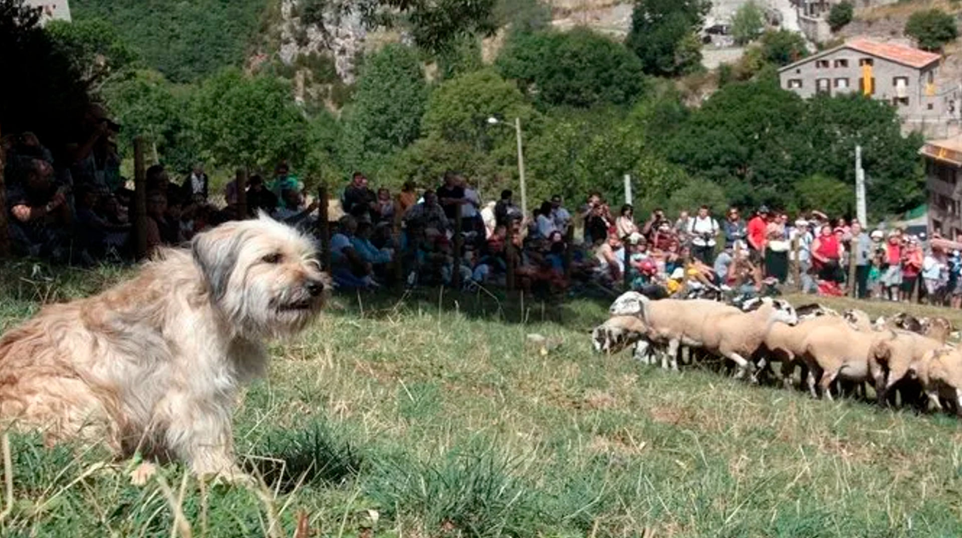 Concurs de Gossos d'Atura - Castellar de n'Hug (Foto: Ajuntament)