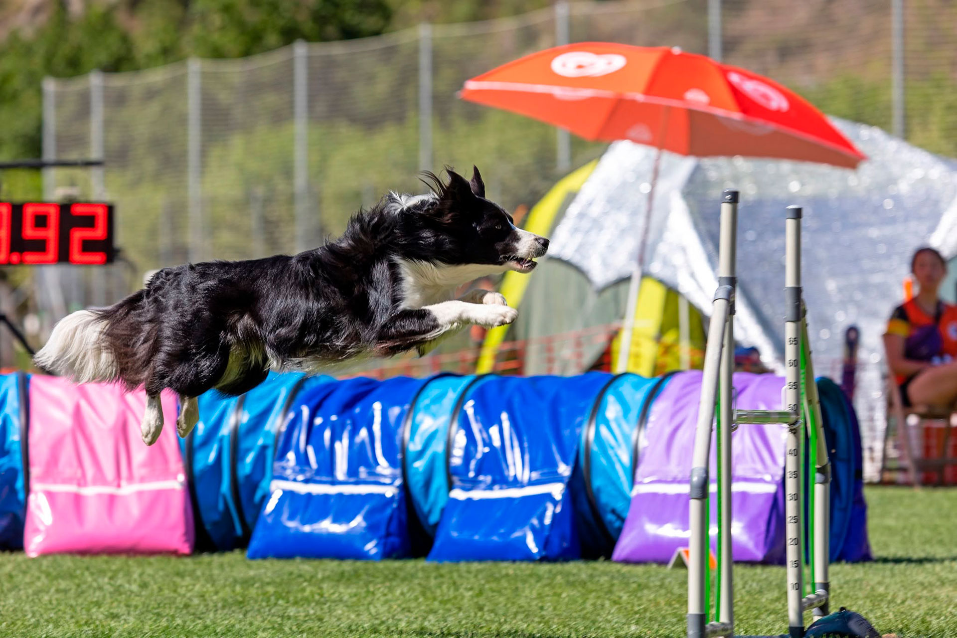 Competició Internacional d’Agility - Rialp (Foto: Ajuntament)