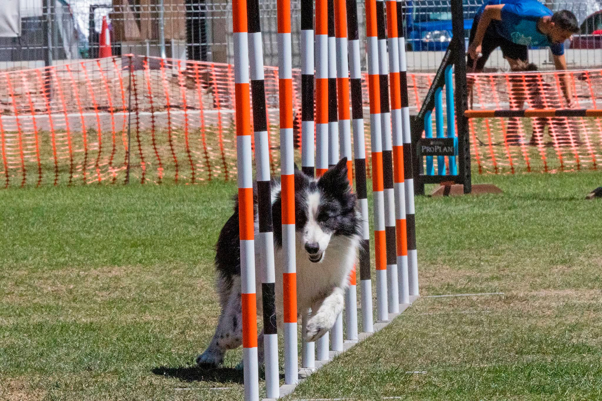 Competició Internacional d’Agility - Rialp (Foto: Ajuntament)