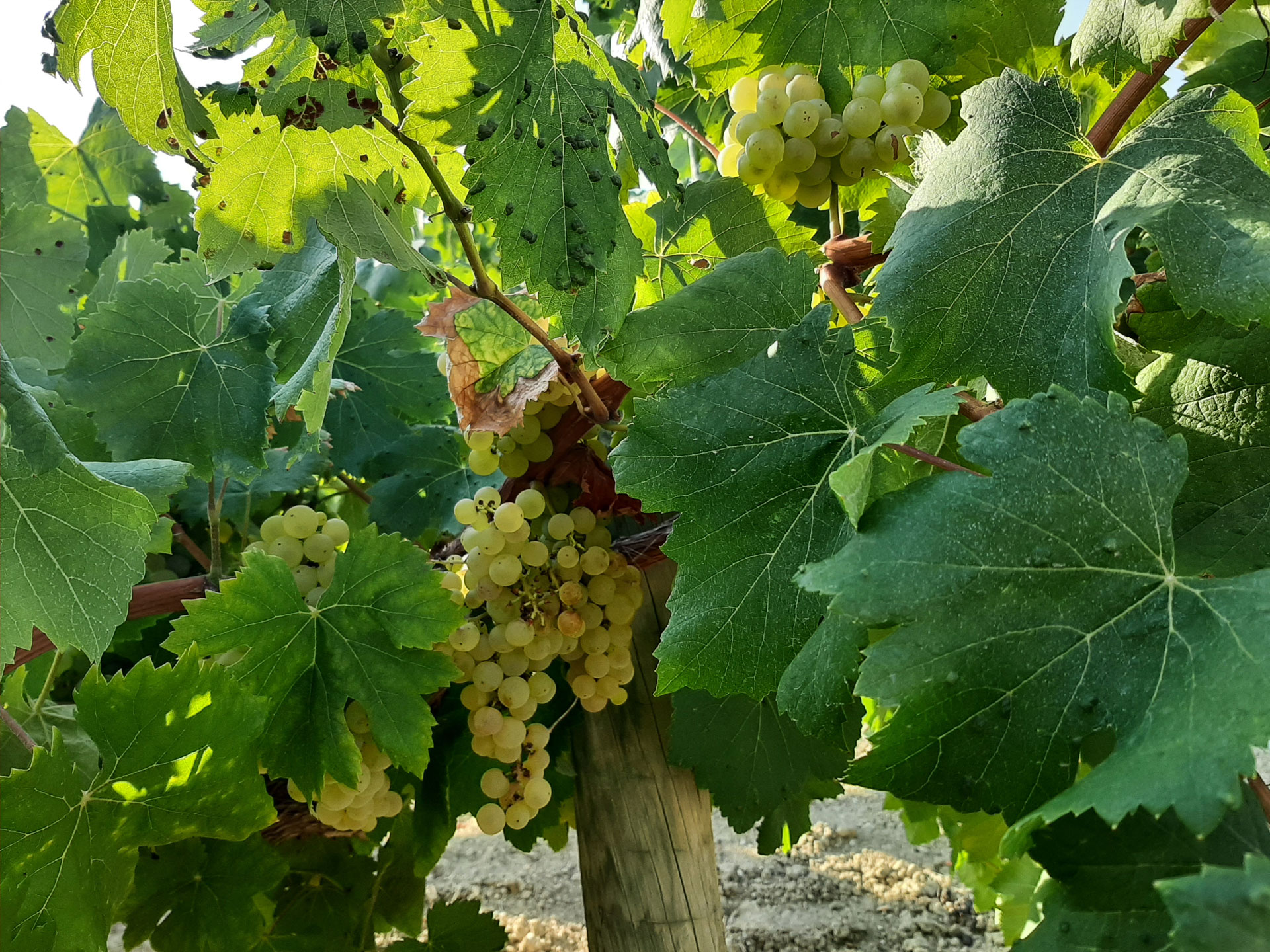 Passejades en època de Verema a Subirats