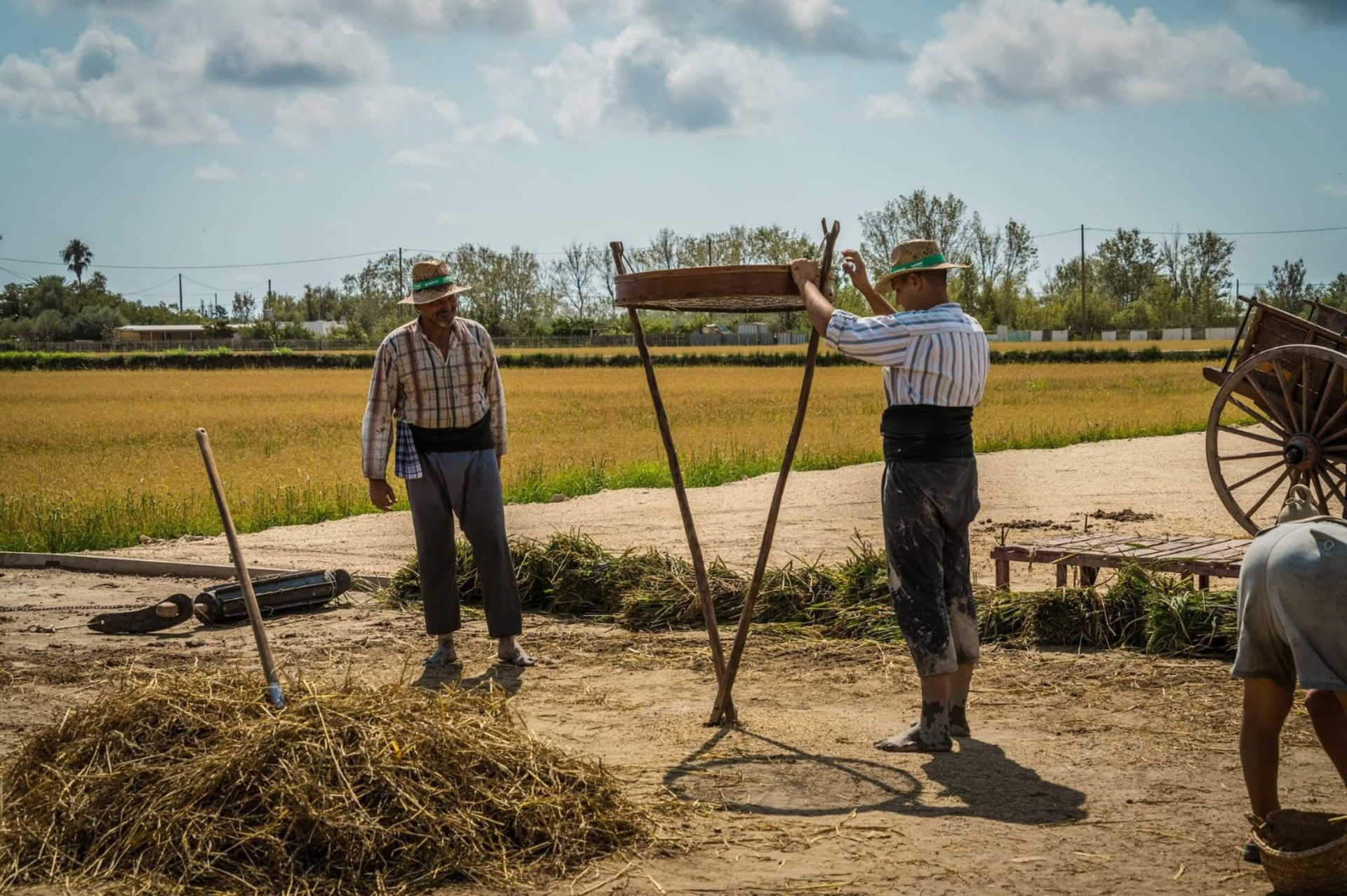 Festa tradicional de la sega de l'arròs - La Ràpita (Foto: Ajuntament)